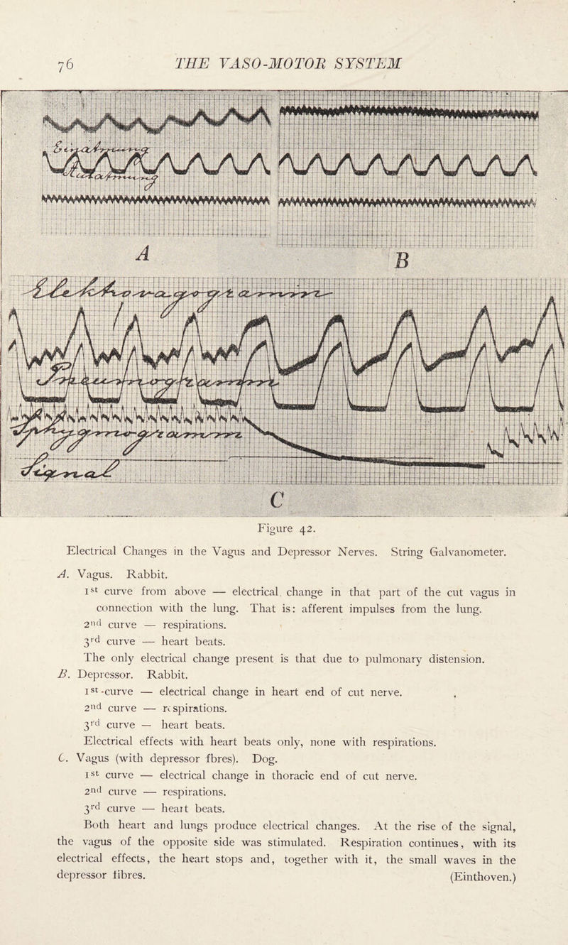 Figure 42. Electrical Changes in the Vagus and Depressor Nerves. String Galvanometer. A. Vagus. Rabbit. Ist curve from above — electrical, change in that part of the cut vagus in connection with the lung. That is: afferent impulses from the lung. 2nd curve — respirations. 3 rd curve — heart beats. The only electrical change present is that due to pulmonary distension. B. Depressor. Rabbit. Ist-curve — electrical change in heart end of cut nerve. 2nd curve — respirations. 3 rd curve — heart beats. Electrical effects with heart beats only, none with respirations. 6. Vagus (with depressor fbres). Dog. Ist curve — electrical change in thoracic end of cut nerve. 2nd curve — respirations. 3rd curve — heart beats. Both heart and lungs produce electrical changes. At the rise of the signal, the vagus of the opposite side was stimulated. Respiration continues, with its electrical effects, the heart stops and, together with it, the small waves in the depressor fibres. (Einthoven.)