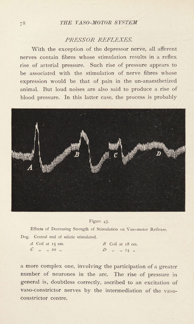 7« PRESSOR REFLEXES. With the exception of the depressor nerve, all afferent nerves contain fibres whose stimulation results in a reflex rise of arterial pressure. Such rise of pressure appears to be associated with the stimulation of nerve fibres whose expression would be that of pain in the un-anaesthetized animal. But loud noises are also said to produce a rise of blood pressure. In this latter case, the process is probably Figure 43. Effects of Decreasing Strength of Stimulation on Vaso-motor Reflexes. Dog. Central end of sciatic stimulated. A Coil at 15 cm. B Coil at 18 cm. ^ it it 20 ,, B) ,, ,, 24 ,, a more complex one, involving the participation of a greater number of neurones in the arc. The rise of pressure in general is, doubtless correctly, ascribed to an excitation of vaso-constrictor nerves by the intermediation of the vaso¬ constrictor centre.