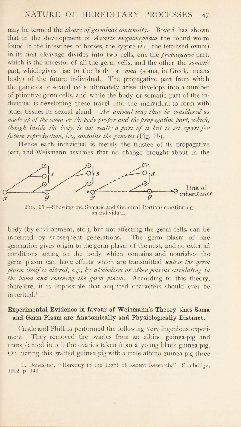 may be termed the theory of germinal continuity. Boveri has shown that in the development of Ascaris megalocephala the round worm found in the intestines of horses, the zygote (i.e., the fertilised ovum) in its first cleavage divides into two cells, one the propagative part, which is the ancestor of all the germ cells, and the other the somatic part, which gives rise to the body or soma (soma, in Greek, means body) of the future individual. 'The propagative part from which the gametes or sexual cells ultimately arise develops into a number of primitive germ cells, and while the body or somatic part of the in¬ dividual is developing these travel into the individual to form with other tissues its sexual gland. An animal may thus be considered as made up of the soma or the body proper and the propagative part, which, though inside the body, is not really a part of it but is set apart for future reproduction, i.e., contains the gametes (Fig. 15). Hence each individual is merely the trustee of its propagative part, and Weismann assumes that no change brought about in the ^ Line of inheritance Fig. 15.—Showing the Somatic and Germinal Portions constituting an individual. body (by environment, etc.), but not affecting the germ cells, can be inherited by subsequent generations. The germ plasm of one generation gives origin to the germ plasm of the next, and no external conditions acting on the body which contains and nourishes the germ plasm can have effects which are transmitted unless the germ plasm itself is altered, e.g., by alcoholism or other poisons circulating in the blood arid reaching the germ plasm. According to this theory, therefore, it is impossible that acquired characters should ever be inherited.1 Experimental Evidence in favour of Weismann’s Theory that Soma and Germ Plasm are Anatomically and Physiologically Distinct. Castle and Phillips performed the following very ingenious experi¬ ment. They removed the ovaries from an albino guinea-pig and transplanted into it the ovaries taken from a young black guinea-pig. On mating this grafted guinea-pig with a male albino guinea-pig three 1 L. Doncaster, ‘‘Heredity in the Light of Recent Research.” Cambridge, 1912, p. 140.