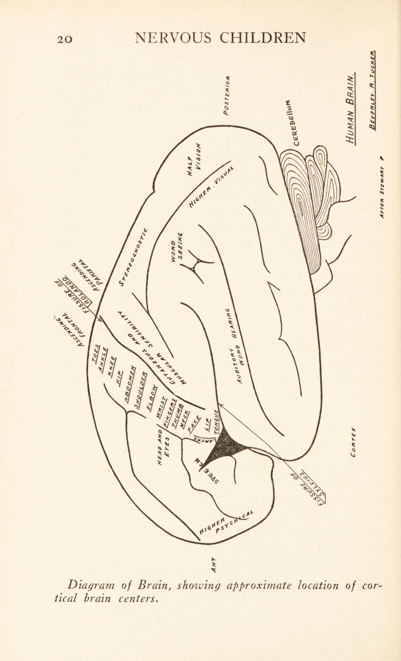 Diagram tical brain of Brain, showing approximate location centers. of cor- Human Brain