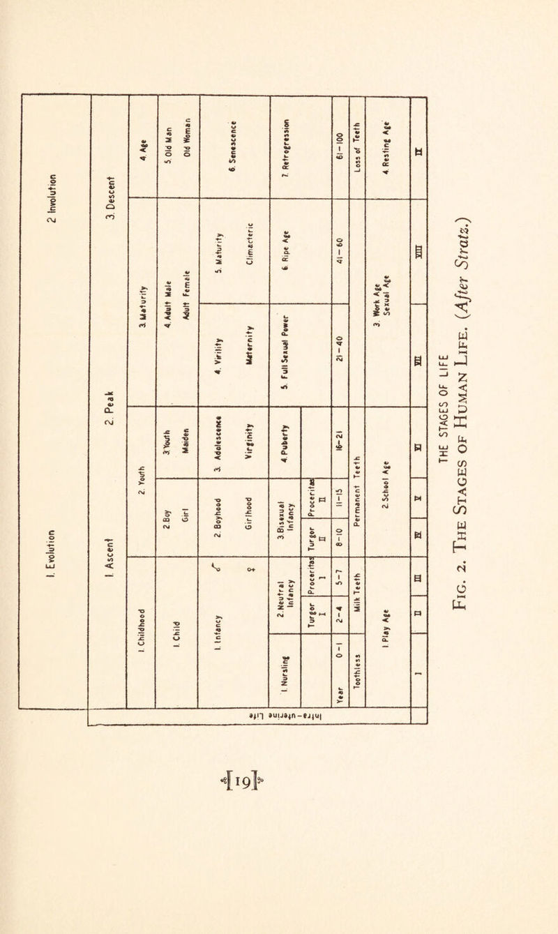 THE STAGES OF LIFE Fig. 2. The Stages of Human Life. (After Stratz.)