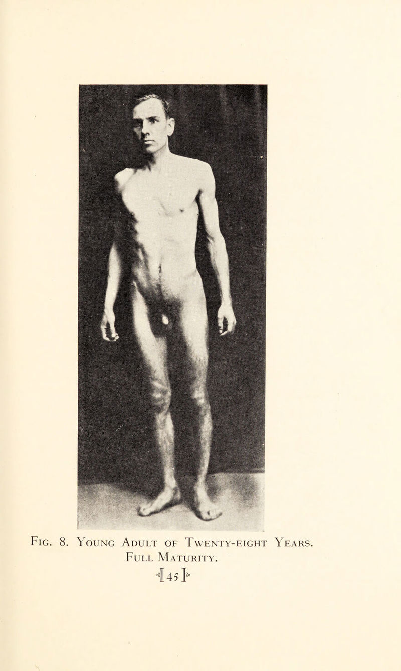 Fig. 8. Young Adult of Twenty-eight Years. Full Maturity. 4 4511’