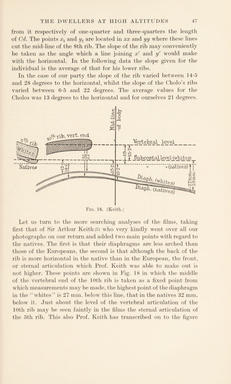 from it respectively of one-quarter and three-quarters the length of Gd. The points x1 and yx are located in xx and yy where these lines cut the mid-line of the 8th rib. The slope of the rib may conveniently be taken as the angle which a line joining x' and y' would make with the horizontal. In the following data the slope given for the individual is the average of that for his lower ribs. In the case of our party the slope of the rib varied between 14-5 and 28 degrees to the horizontal, whilst the slope of the Cholo’s ribs varied between 6-5 and 22 degrees. The average values for the Cholos was 13 degrees to the horizontal and for ourselves 21 degrees. Let us turn to the more searching analyses of the films, taking first that of Sir Arthur Keith (3) who very kindly went over all our photographs on our return and added two main points with regard to the natives. The first is that their diaphragms are less arched than those of the Europeans, the second is that although the back of the rib is more horizontal in the native than in the European, the front, or sternal articulation which Prof. Keith was able to make out is not higher. These points are shown in Fig. 18 in which the middle of the vertebral end of the 10th rib is taken as a fixed point from which measurements may be made, the highest point of the diaphragm in the “whites” is 27 mm. below this line, that in the natives 32 mm. below it. Just about the level of the vertebral articulation of the 10th rib may be seen faintly in the films the sternal articulation of the 5th rib. This also Prof. Keith has transcribed on to the figure