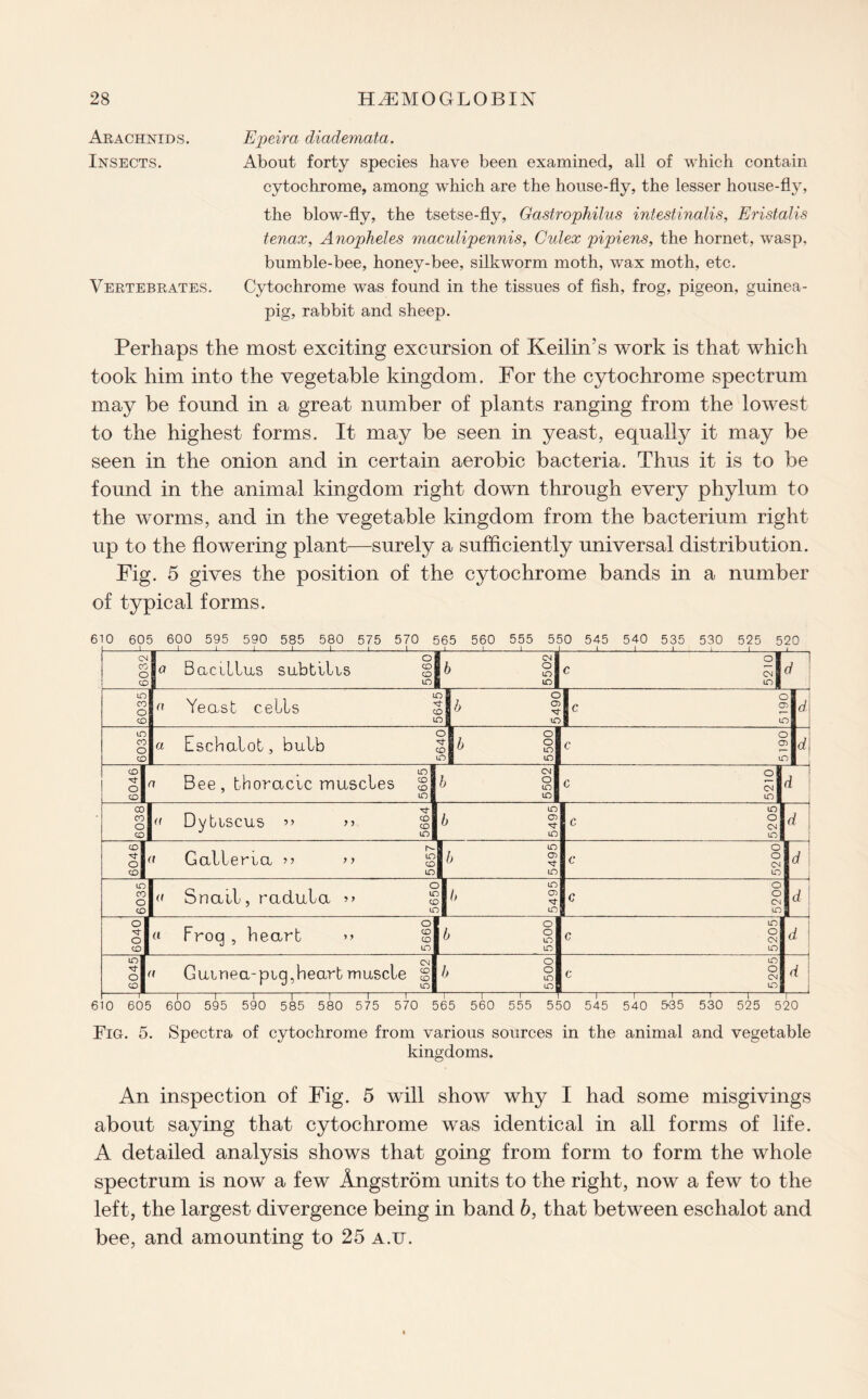 Arachnids. Insects. Vertebrates. Epeira diademata. About forty species have been examined, all of which contain cytochrome, among which are the house-fly, the lesser house-fly, the blow-fly, the tsetse-fly, Gastrophilus intestinalis, Eristalis tenax, Anopheles maculipennis, Culex pipiens, the hornet, wasp, bumble-bee, honey-bee, silkworm moth, wax moth, etc. Cytochrome was found in the tissues of fish, frog, pigeon, guinea- pig, rabbit and sheep. Perhaps the most exciting excursion of Keilin’s work is that which took him into the vegetable kingdom. For the cytochrome spectrum may be found in a great number of plants ranging from the lowest to the highest forms. It may be seen in yeast, equally it may be seen in the onion and in certain aerobic bacteria. Thus it is to be found in the animal kingdom right down through every phylum to the worms, and in the vegetable kingdom from the bacterium right up to the flowering plant—surely a sufficiently universal distribution. Fig. 5 gives the position of the cytochrome bands in a number of typical forms. 610 605 600 595 590 585 580 575 570 565 560 555 550 545 540 535 530 525 520 -1— 1-1-1-1-1-1-1-I-!-1_J_I_1_I,1 i 1 CM CO o CD 1 -1-*-1-L-1-1—Q-| go Bacillus subtilis gi j-1-1-J CM! 6_i! -1-1_1_i_L. ‘ s| 6035 IT. a Yeast cells £ ir. i O 9 ° J fi c |c c 1 “ l d\ 1 j 6035 a Eschalot, bulb g iO| lO c C a IX ? d\ J ,604i6 n Bee , thoracic muscles gi CM b g lO il d ^ CO CO o CD « Dybiscus >> >■> g| LO 6 ? 11 d 6046 « Galleria >> >> g .A * i o C ° m -1 d 6035 l« Snail, radula *> 1* 1 o c ° L CS m d \ i 6040 « Froq , heart >> g| ol b ° u io| ml m c ° m d | 6045 « Guinea-pig,heart muscle gl -1-1-T-—I-1-1-1 o b ° m| ml T-1-1-1 m r ° L CM m i-1-1-1-1— d P 610 605 600 595 590 585 580 575 570 565 560 555 550 545 540 5\35 530 525 520 Fig. 5. Spectra of cytochrome from various sources in the animal and vegetable kingdoms. An inspection of Fig. 5 will show why I had some misgivings about saying that cytochrome was identical in all forms of life. A detailed analysis shows that going from form to form the whole spectrum is now a few Angstrom units to the right, now a few to the left, the largest divergence being in band b, that between eschalot and bee, and amounting to 25 a.u.