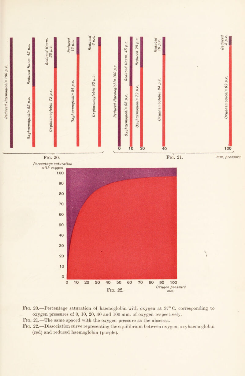 Reduced Haemoglobin 700 p.c. Fig. 20. Fig. 21. Percentage saturation with oxygen 100 90 80 70 60 50 40 30 20 10 0 „ ^ Oxugen pressure Fig. 22. mm. 100 mm. pressure Fig. 20.—Percentage saturation of haemoglobin with oxygen at 37° C. corresponding to oxygen pressures of 0, 10, 20, 40 and 100 mm. of oxygen respectively. Fig. 21.—The same spaced with the oxygen pressure as the abscissa. Fig. 22.—Dissociation curve representing the equilibrium between oxygen, oxyhaemoglobin (red) and reduced haemoglobin (purple).