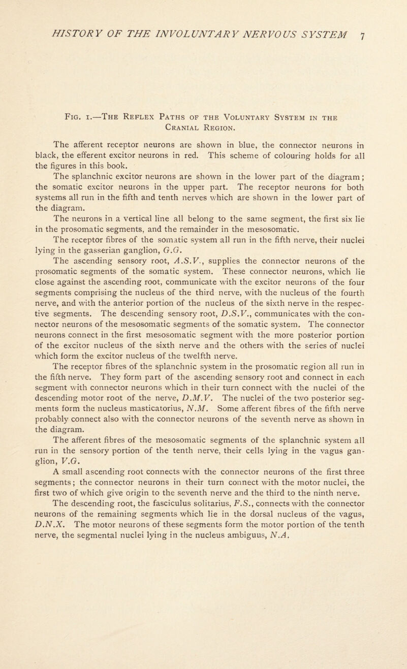 Fig. I.—The Reflex Paths of the Voluntary System in the Cranial Region. The afferent receptor neurons are shown in blue, the connector neurons in black, the efferent excitor neurons in red. This scheme of colouring holds for all the figures in this book. The splanchnic excitor neurons are shown in the lower part of the diagram; the somatic excitor neurons in the upper part. The receptor neurons for both systems all run in the fifth and tenth nerves which are shown in the lower part of the diagram. The neurons in a vertical line all belong to the same segment, the first six lie in the prosomatic segments, and the remainder in the mesosomatic. The receptor fibres of the somatic system all run in the fifth nerve, their nuclei lying in the gasserian ganglion, G.G. The ascending sensory root, A.S.V., supplies the connector neurons of the prosomatic segments of the somatic system. These connector neurons, which lie close against the ascending root, communicate with the excitor neurons of the four segments comprising the nucleus of the third nerve, with the nucleus of the fourth nerve, and with the anterior portion of the nucleus of the sixth nerve in the respec¬ tive segments. The descending sensory root, D.S.V., communicates with the con¬ nector neurons of the mesosomatic segments of the somatic system. The connector neurons connect in the first mesosomatic segment with the more posterior portion of the excitor nucleus of the sixth nerve and the others with the series of nuclei which form the excitor nucleus of the twelfth nerve. The receptor fibres of the splanchnic system in the prosomatic region all run in the fifth nerve. They form part of the ascending sensory root and connect in each segment with connector neurons which in their turn connect with the nuclei of the descending motor root of the nerve, D.M.V. The nuclei of the two posterior seg¬ ments form the nucleus masticatorius, N.M. Some afferent fibres of the fifth nerve probably connect also with the connector neurons of the seventh nerve as shown in the diagram. The afferent fibres of the mesosomatic segments of the splanchnic system all run in the sensory portion of the tenth nerve, their cells lying in the vagus gan¬ glion, V.G. A small ascending root connects with the connector neurons of the first three segments; the connector neurons in their turn connect with the motor nuclei, the first two of which give origin to the seventh nerve and the third to the ninth nerve. The descending root, the fasciculus solitarius, F.S., connects with the connector neurons of the remaining segments which lie in the dorsal nucleus of the vagus, D.N.X. The motor neurons of these segments form the motor portion of the tenth nerve, the segmental nuclei lying in the nucleus ambiguus, N.A.