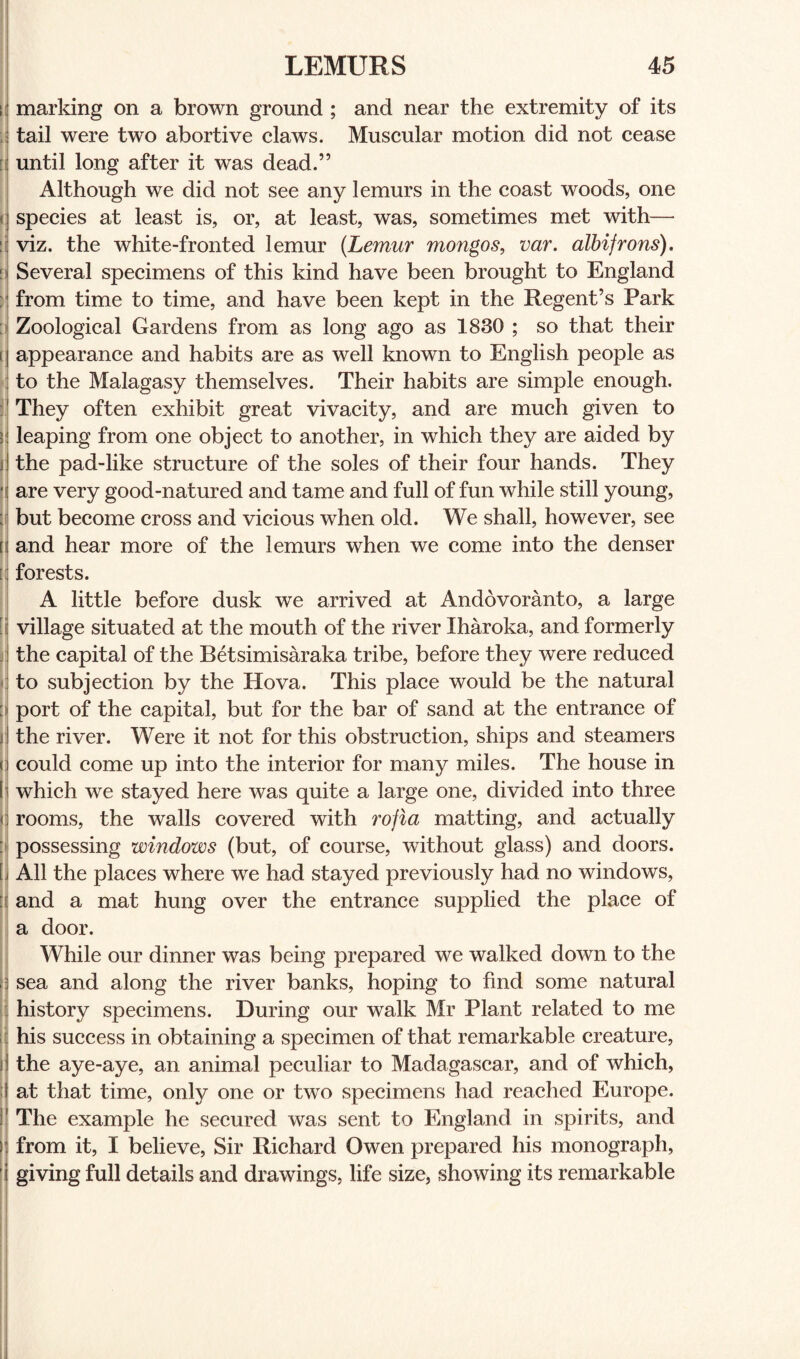 marking on a brown ground ; and near the extremity of its tail were two abortive claws. Muscular motion did not cease until long after it was dead.” Although we did not see any lemurs in the coast woods, one species at least is, or, at least, was, sometimes met with— viz. the white-fronted lemur [Lemur mongos, var. albifrons). Several specimens of this kind have been brought to England from time to time, and have been kept in the Regent’s Park Zoological Gardens from as long ago as 1830 ; so that their appearance and habits are as well known to English people as to the Malagasy themselves. Their habits are simple enough. They often exhibit great vivacity, and are much given to leaping from one object to another, in which they are aided by the pad-like structure of the soles of their four hands. They are very good-natured and tame and full of fun while still young, but become cross and vicious when old. We shall, however, see and hear more of the lemurs when we come into the denser forests. A little before dusk we arrived at Andovoranto, a large village situated at the mouth of the river Iharoka, and formerly the capital of the Betsimisaraka tribe, before they were reduced to subjection by the Hova. This place would be the natural port of the capital, but for the bar of sand at the entrance of the river. Were it not for this obstruction, ships and steamers could come up into the interior for many miles. The house in which we stayed here was quite a large one, divided into three rooms, the walls covered with rojia matting, and actually possessing windows (but, of course, without glass) and doors. All the places where we had stayed previously had no windows, and a mat hung over the entrance supplied the place of a door. While our dinner was being prepared we walked down to the sea and along the river banks, hoping to find some natural history specimens. During our walk Mr Plant related to me his success in obtaining a specimen of that remarkable creature, the aye-aye, an animal peculiar to Madagascar, and of which, at that time, only one or two specimens had reached Europe. The example he secured was sent to England in spirits, and from it, I believe, Sir Richard Owen prepared his monograph, giving full details and drawings, life size, showing its remarkable