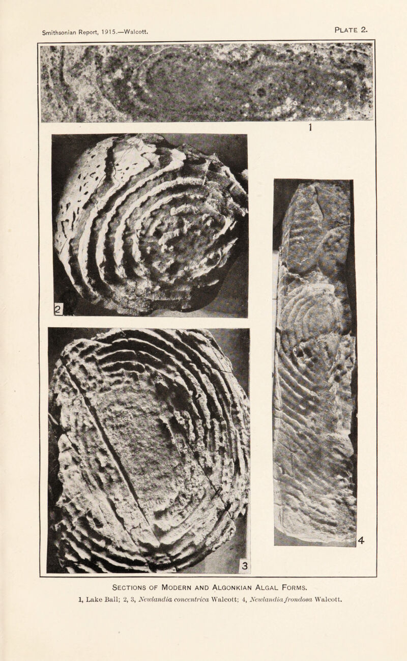 Sections of Modern and Alqonkian Algal Forms. 1, Lake Ball; 2, 3, NewlancUa eoncentrica Walcott; 4, Newlandia frondosa Walcott,