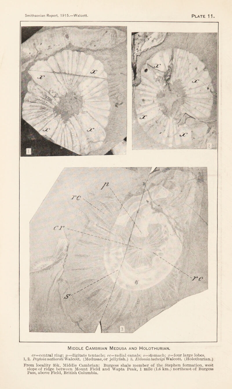 Middle Cambrian Medusa and Holothurian. cr=central ring; p=digitate tentacle; rc=radial canals; s=stomach; z=four large lobes. 1,2. Peytoianathorsti Walcott. (Medusae, or jellyfish.) 3. Eldonia ludwigi Walcott. (Holothurian.) From locality 35k, Middle Cambrian: Burgess shale member of the Stephen formation, west slope of ridge between Mount Field and Wapta Peak, 1 mile (1.6 km.) northeast of Burgess Pass, above Field, British Columbia.