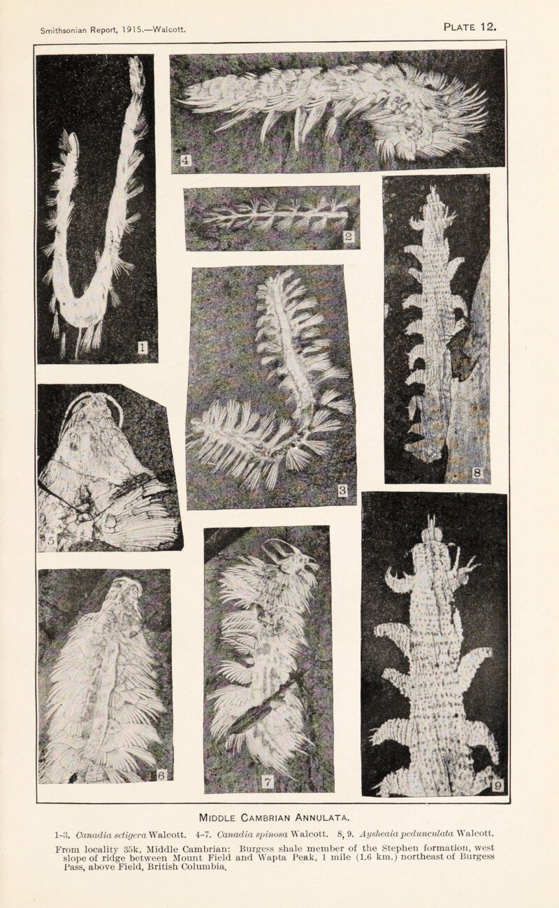 Middle Cambrian Annulata. 1-3. Canadia setigera Walcott. 4-7. Canadia spinosa Walcott. 8,9. Aysheaia pedunculata Walcott. From locality 35k, Middle Cambrian: Burgess shale member of the Stephen formation, west slope of ridge between Mount Field and Wapta Peak, 1 mile (1.6 km.) northeast of Burgess Pass, above Field, British Columbia.