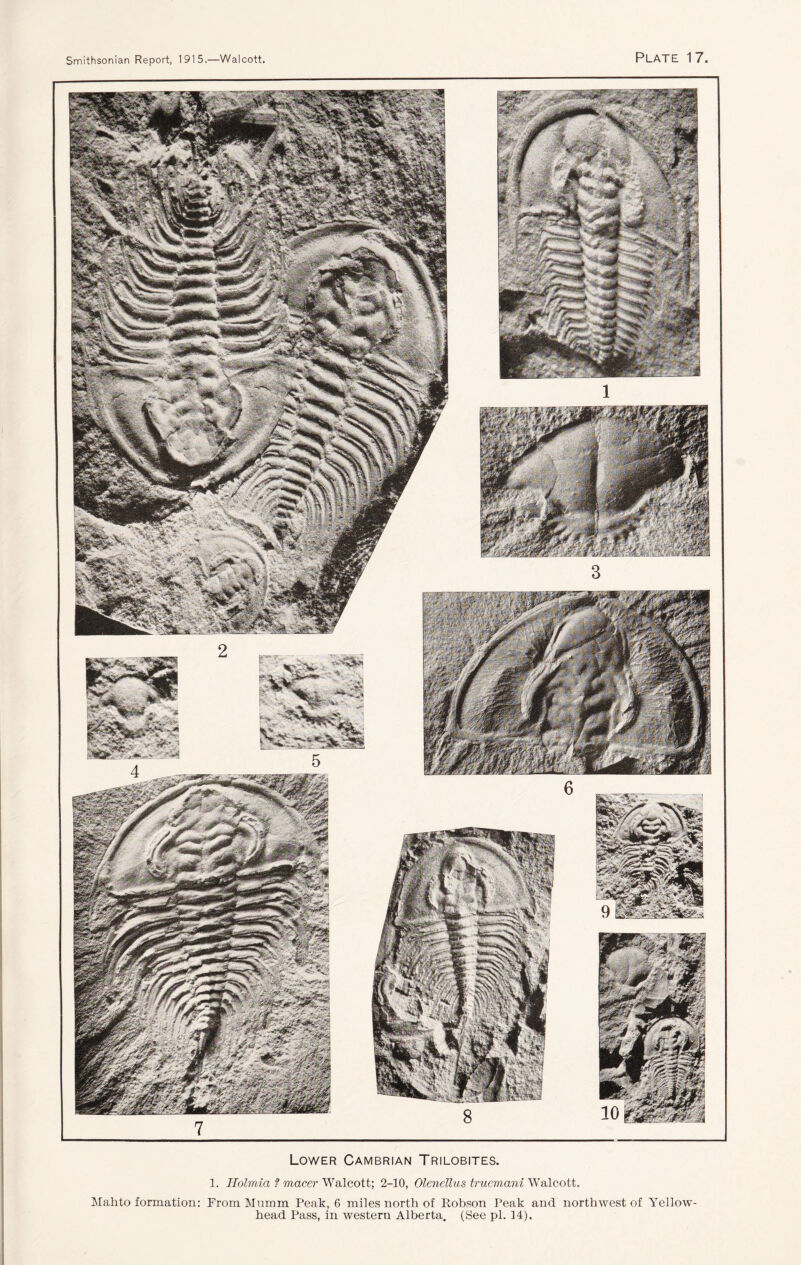 Lower Cambrian Trilobites. 1. Ilolmia t macer Walcott; 2-10, Olenettus truemani Walcott. Mahto formation: From Mumm Peak, 6 miles north of Robson Peak and northwest of Yellow- head Pass, in western Alberta. (See pi. 14).