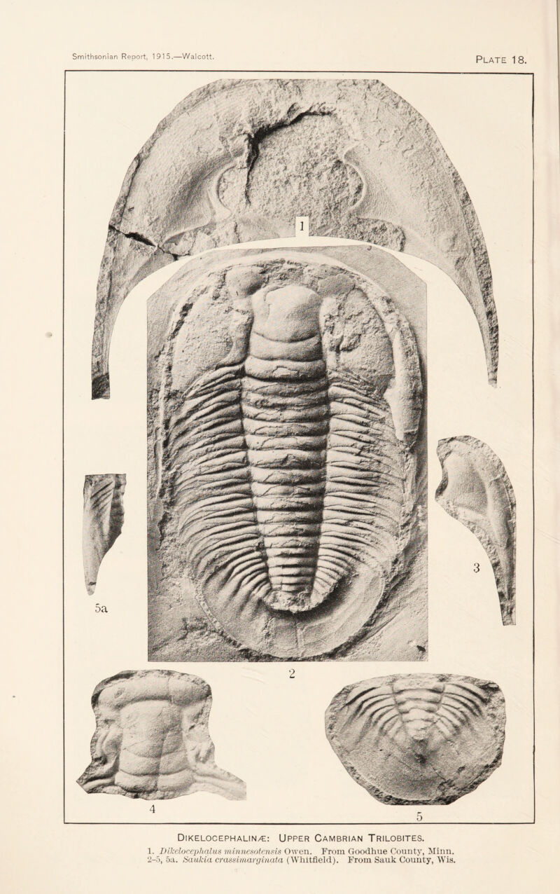 Dikelocephalin/e: Upper Cambrian Trilobites. 1. DiJcelocephalus minnesotensis Owen. From Goodhue County, Minn. 2-5, 5a. Saukia crassimarginata (Whitfield). From Sauk County, Wis.