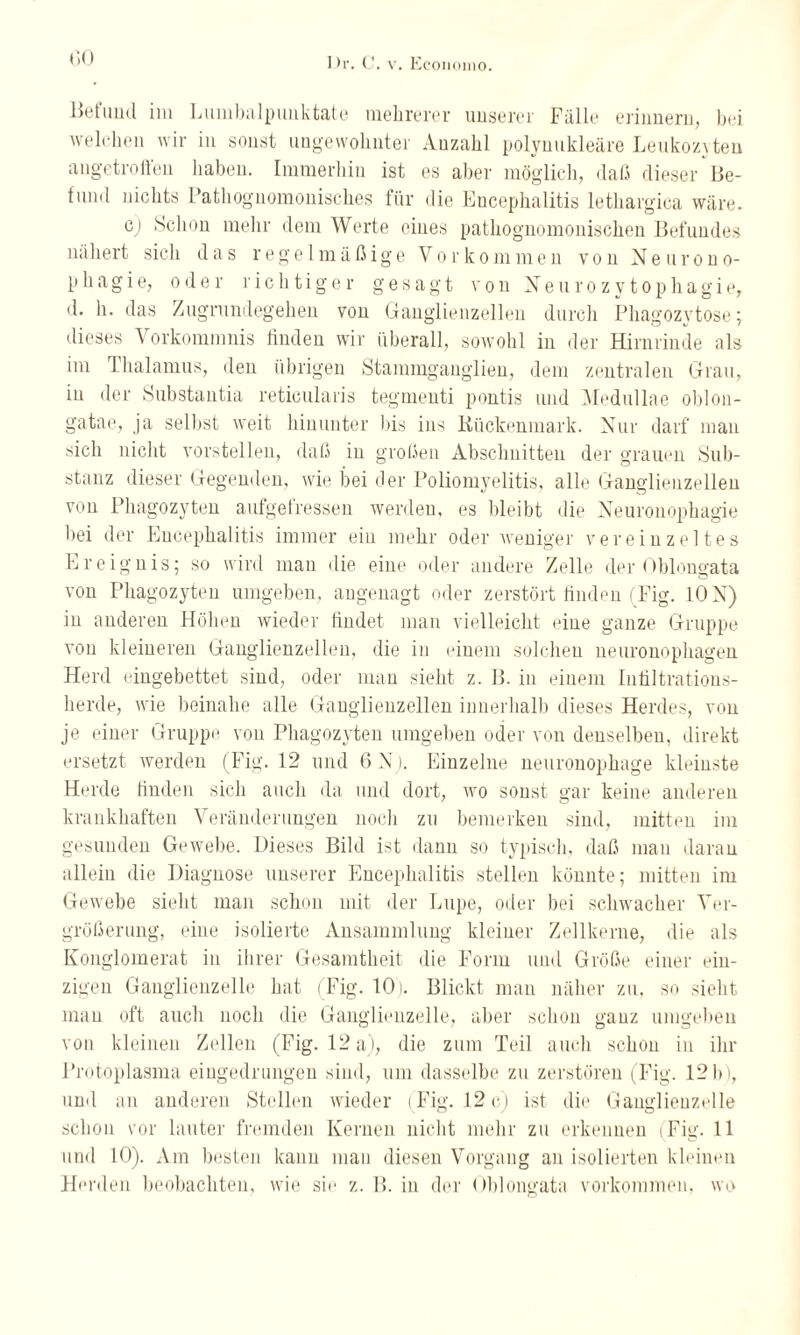 lietund im Lumbalpunktate mehrerer unserer Fälle erinnern, bei welchen wir in sonst ungewohnter Anzahl polynukleäre Leukozyten angetroüen haben. Immerhin ist es aber möglich, daß dieser Be- tund nichts Pathognomonisches für die Encephalitis lethargica wäre. cj Schon mehr dem Werte eines pathognomonischen Befundes nähert sich das regelmäßige Vorkommen von Neurono- phagie, oder richtiger gesagt von Xeurozytophagie, d. h. das Zugrundegehen von Ganglienzellen durch Phagozytose; dieses Vorkommnis linden wir überall, sowohl in der Hirnrinde ;ils im Ihalamus, den übrigen Stammganglien, dem zentralen Grau, in der Substantia reticularis tegmenti pontis und Medullae oblon- gatae, ja selbst weit hinunter bis ins Rückenmark. Nur darf man sich nicht vorstellen, daß in großen Abschnitten der grauen Sub¬ stanz dieser Gegenden, wie bei der Poliomyelitis, alle Ganglienzellen von Phagozyten aufgetressen werden, es bleibt die Neuronophagie bei der Encephalitis immer ein mehr oder weniger vereinzeltes Ereignis; so wird man die eine oder andere Zelle der Oblongata von Phagozyten umgeben, angenagt oder zerstört linden (Fig. ION) in anderen Höhen wieder findet man vielleicht eine ganze Gruppe von kleineren Ganglienzellen, die in einem solchen neuronophagen Herd eingebettet sind, oder man sieht z. B. in einem Infiltrations¬ herde, wie beinahe alle Ganglienzellen innerhalb dieses Herdes, von je einer Gruppe von Phagozyten umgeben oder von denselben, direkt ersetzt werden (Fig. 12 und 6 N). Einzelne neuronophage kleinste Herde finden sich auch da und dort, wo sonst gar keine anderen krankhaften Veränderungen noch zu bemerken sind, mitten im gesunden Gewebe. Dieses Bild ist dann so typisch, daß man daran allein die Diagnose unserer Encephalitis stellen könnte; mitten im Gewebe sieht man schon mit der Lupe, oder bei schwacher Ver¬ größerung, eine isolierte Ansammlung kleiner Zellkerne, die als Konglomerat in ihrer Gesamtheit die Form und Größe einer ein¬ zigen Ganglienzelle hat (Fig. 10). Blickt man näher zu, so sieht man oft auch noch die Ganglienzelle, aber schon ganz umgeben von kleinen Zellen (Fig. 12 a), die zum Teil auch schon in ihr Protoplasma eingedrungen sind, um dasselbe zu zerstören (Fig. 12 b), und an anderen Stellen wieder (Fig. 12c) ist die Ganglienzelle schon vor lauter fremden Kernen nicht mehr zu erkennen (Fig. 11 und 10). Am besten kann man diesen Vorgang an isolierten kleinen Herden beobachten, wie sie z. B. in der Oblongata Vorkommen, wo