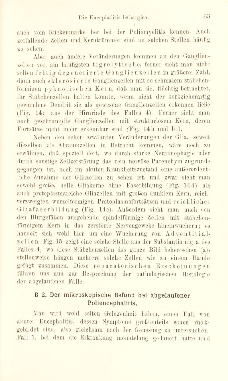 auch vom Rücken marke her bei der Poliomyelitis kennen. Auch zerfallende Zellen und Kerntrümmer sind an solchen Stellen häufig zu sehen. Aber auch andere Veränderungen kommen an den Ganglien¬ zellen vor, am häufigsten tigrol ytische, ferner sieht man nicht selten fettig degenerierte Ganglienzellen in größerer Zahl, dann auch sklerosierte Ganglienzellen mit so schmalem stäbchen¬ förmigen p y kn o tischen Kern, daß man sie, flüchtig betrachtet, für Stäbchenzellen halten könnte, wenn nicht der korkzieherartig gewundene Dendrit sie als gewesene Ganglienzellen erkennen ließe (Fig. 14 a aus der Hirnrinde des Falles 4). Ferner sieht man auch geschrumpfte Ganglienzellen mit strukturlosem Kern, deren Fortsätze nicht mehr erkennbar sind ('Fig. 14 b und b,). Neben den schon erwähnten Veränderungen der Glia, soweit dieselben als Abraumzellen in Betracht kommen, wäre noch zu erwähnen, daß speziell dort, wo durch starke Neuronophagie oder durch sonstige Zellzerstörung das rein nervöse Parenchym zugrunde gegangen ist. noch im akuten Krankheitszustand eine außerordent¬ liche Zunahme der Gliazellen zu sehen ist. und zwar sieht man sowohl große, helle Gliakerne ohne Faserbildung (Fig. 14 d) als auch protoplasmareiche Gliazellen mit großen dunklem Kern, reich¬ verzweigten wurzelförmigen Protoplasmafortsätzen und reichlicher Gliafaserbildung (Fig. 14c). Außerdem sieht man auch von den Blutgefäßen ausgehende spindelförmige Zellen mit stäbchen¬ förmigem Kern in das zerstörte Nervengewebe hineinwuchern; es handelt sich wohl hier um eine Wucherung von Adveiititial- zeilen. Fig. 15 zeigt eine solche Stelle aus der Substantia nigra des Falles 4, wo diese Stäbchenzellen das ganze Bild beherrschen (a)> stellenweise hängen mehrere solche Zellen wie zu einem Bande gefügt zusammen. Diese rep aratorischen Erscheinungen führen uns nun zur Besprechung der pathologischen Histologie der abgelaufenen Fälle. B 2. Der mikroskopische Befund bei abgelaufener Polieneephalitis, Man wird wohl selten Gelegenheit haben, einen Fall von akuter Encephalitis, dessen Symptome größtenteils schon rück¬ gebildet sind, also gleichsam nach der Genesung zu untersuchen. Fall 1, bei dem die Erkrankung monatelang gedauert hatte und