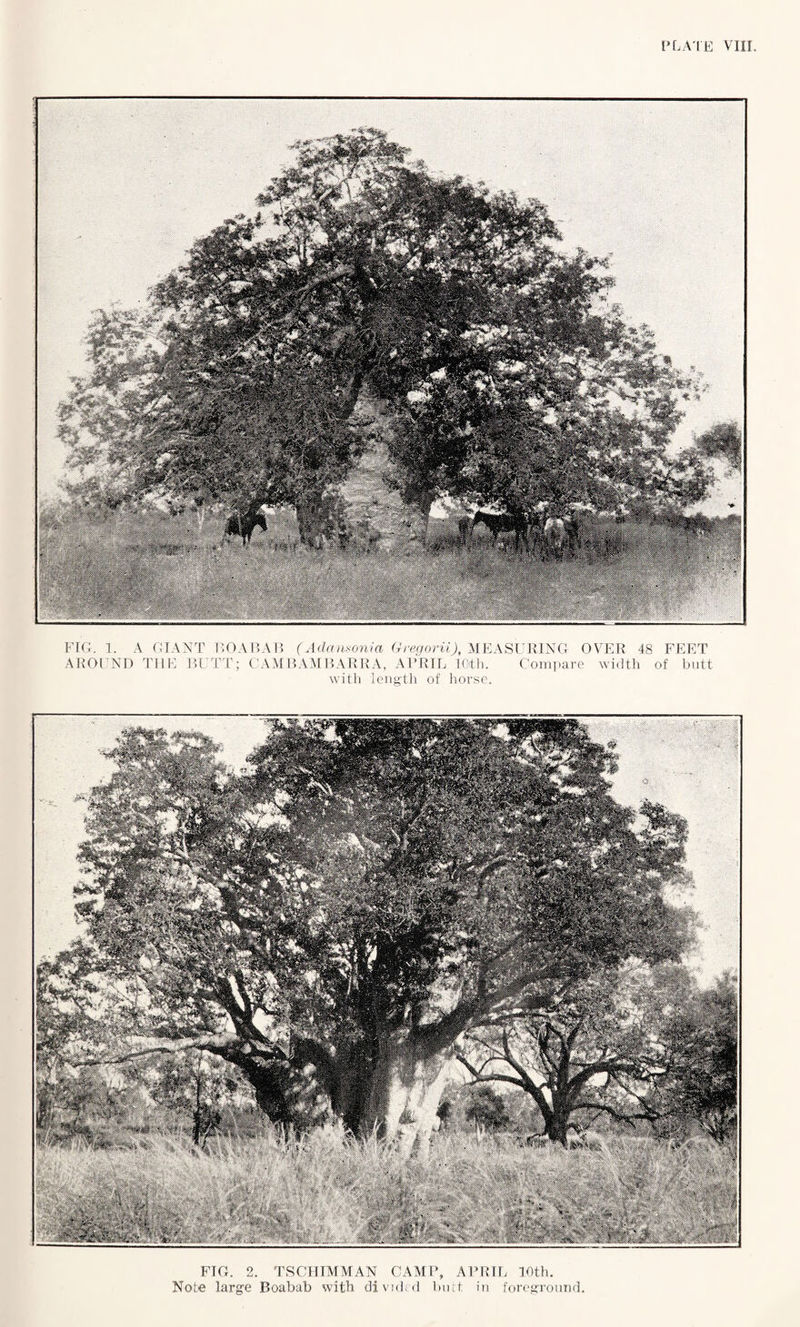 FIG. 1. A GIANT P.OABAB (Adansonia Gregorii), MEASURING OVER 48 FEET AROUND THE BUTT; CAMBAMBARRA, APRIL 10th. Compare width of butt with length of horse. FIG. 2. TSCIIIMMAN CAMP, APRIL 10th. Note large Boabab with divided butt in foreground