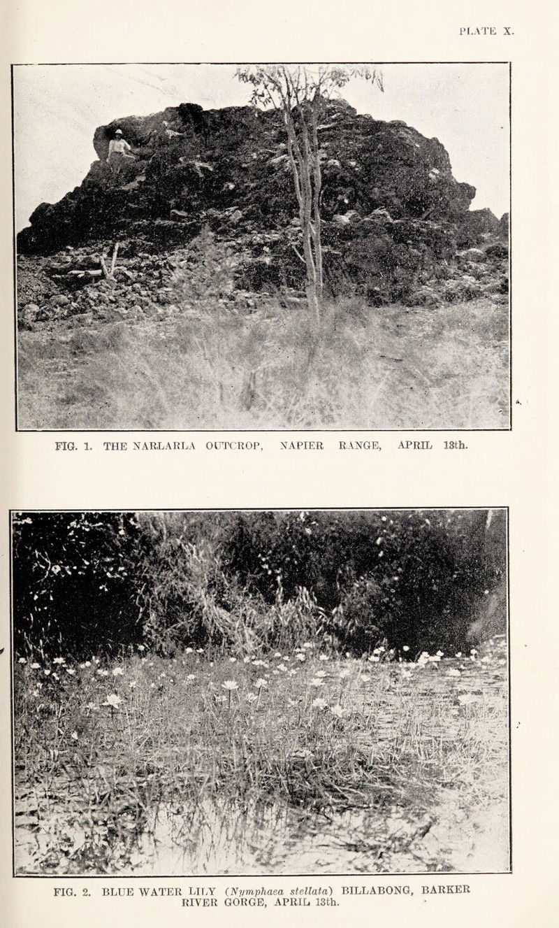 FIG. 1. THE NARLARLA OUTCROP, NAPIER RANGE, APRIL 18th. FIG. 2. BLUE WATER LILY (Nymphaea stellatd) BILLABONG, BARKER RIVER GORGE, APRIL. 13th.