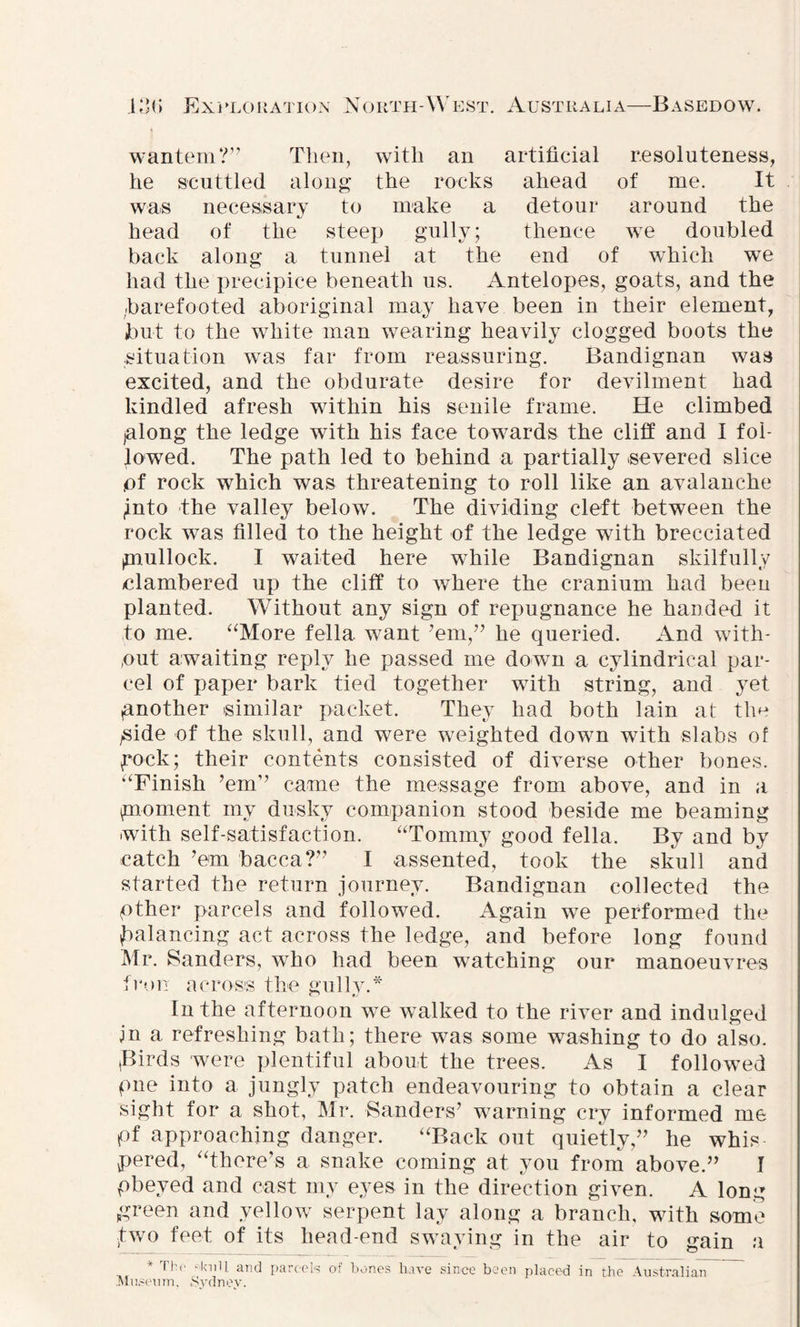 wantem?” Then, with an artificial resoluteness, he scuttled along the rocks ahead of me. It was necessary to make a detour around the head of the steep gully; thence we doubled back along a tunnel at the end of which we had the precipice beneath us. Antelopes, goats, and the .barefooted aboriginal may have been in their element, but to the white man wearing heavily clogged boots the situation was far from reassuring. Bandignan was excited, and the obdurate desire for devilment had kindled afresh within his senile frame. He climbed (along the ledge with his face towards the cliff and I fol¬ lowed. The path led to behind a partially severed slice pf rock which was threatening to roll like an avalanche (into the valley below. The dividing cleft between the rock was filled to the height of the ledge with brecciated imullock. I waited here while Bandignan skilfully clambered up the cliff to where the cranium had been planted. Without any sign of repugnance he handed it to me. “More fella want ’em,” he queried. And with¬ out awaiting reply he passed me down a cylindrical par¬ cel of paper bark tied together with string, and yet another similar packet. They had both lain at the /Side of the skull, and were weighted down with slabs of pock; their contents consisted of diverse other bones. “Finish ’em’’ came the message from above, and in a (moment my dusky companion stood beside me beaming with self-satisfaction. “Tommy good fella. By and by catch ’em bacca?” I assented, took the skull and started the return journey. Bandignan collected the pther parcels and followed. Again we performed the balancing act across the ledge, and before long found Mr. Sanders, who had been watching our manoeuvres Iron across the gully.* In the afternoon we walked to the river and indulged jn a refreshing bath; there was some washing to do also. (Birds were plentiful about the trees. As I followed pne into a jungly patch endeavouring to obtain a clear sight for a shot, Mr. Sanders’ warning cry informed me pf approaching danger. “Back out quietly,” he whis pered, “there’s a snake coming at you from above.” I «- ^ cast nn eyes in the direction given. A long green and yellow serpent lay along a branch, with some j:wo feet of its head-end swaying in the air to gain a * The Anil and parcels of bones have since been placed in the Australian Museum. Sydney.