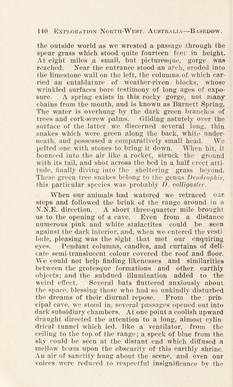 the outside world as we wrested a passage through the spear grass which stood quite fourteen feet in height. At eight miles ,a small, but picturesque, gorge was reached. Near the entrance stood an arch, eroded into the limestone wall on the left, the columns.of which car¬ ried an entablature of weather-riven blocks, whose wTinkled surfaces bore testimony of long ages of expo¬ sure. A spring exists in this rocky gorge, not many chains from the mouth, and is known as Barnett Spring. The water is overhung by the dark green branches of trees and cork-screw palms. Gliding astutely over the surface of the latter we discerned several long, thin snakes which were green along the back, white under¬ neath, and possessed a comparatively small head. We pelted one with stones to bring it down. WTken hit, it bounced into the air like a rocket, struck the ground with its tail, and shot across the bed in a half erect atti¬ tude, finally diving into the sheltering grass beyond. These green tree snakes belong to the genus Dendrophis, this particular species was probabty D. calligaster. When our animals had watered we retraced our steps and followed the brink of the range around in a N.N.E. direction. A short three-quarter mile brought us to the opening of a cave. Even from a distance numerous pink and white stalactites could be seen against the dark interior, and, when we entered the vesti¬ bule, pleasing was the sight that met our enquiring eyes. Pendant columns, candles, and curtains of deli¬ cate semi-translucent colour covered the roof and floor. We could not help finding likenesses and similarities between the grotesque formations and other earthly objects; and the subdued illumination added to the weird effect. Several bats fluttered anxiously about, the space, blessing those who had so unkindly disturbed the dreams of their diurnal repose. From the prin¬ cipal cave, we stood in, several passages opened out into dark subsidiary chambers. At one point a coolish upward draught directed the attention to a long, almost cylin¬ drical tunnel which led, like a ventilator, from the ceiling to the top of the range; a speck of blue from the sky could be seen at the distant end which diffused a mellow beam upon the obscurity of this earthly shrine. An air of sanctity hung about the scene, and even our voices were reduced to respectful insignificance by the