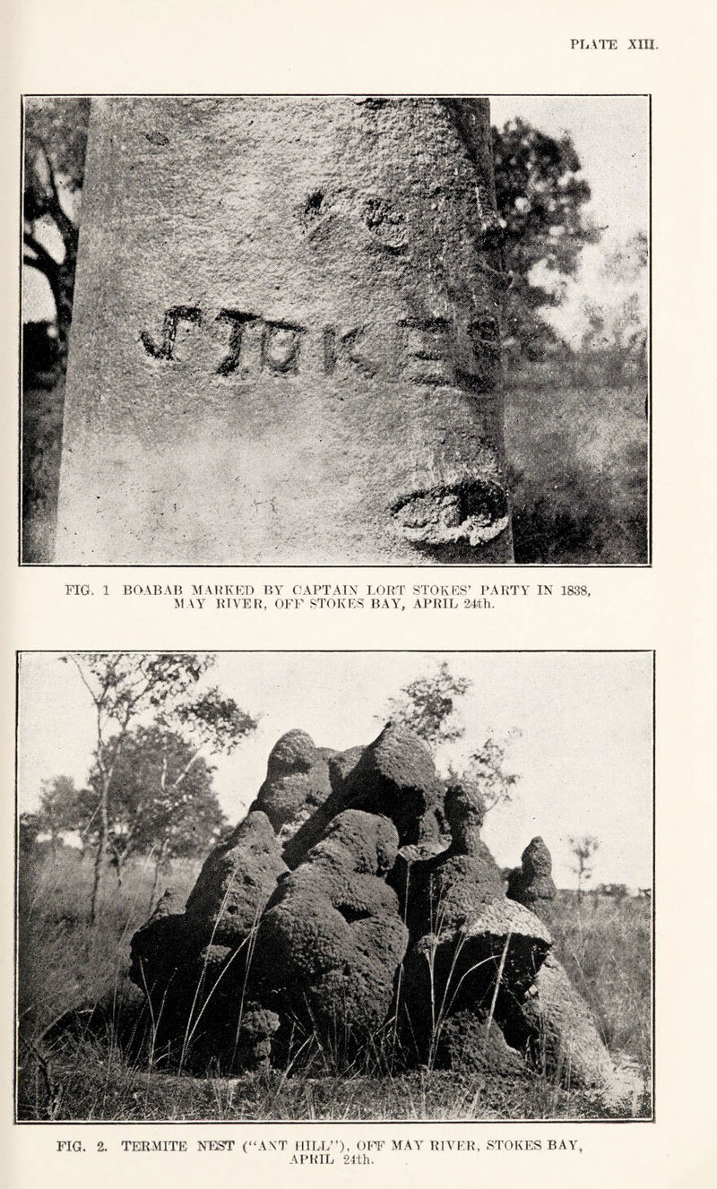 FIG. 1 BOABAB MARKED BY CAPTAIN PORT STOKES’ PARTY IN 1838, MAY RIVER, OFF STOKES BATr, APRIL 24-th. FIG. 2. TERMITE NEST (“ANT HILL”), OFF MAY RIVER, STOKES BAY, APRIL 24th.