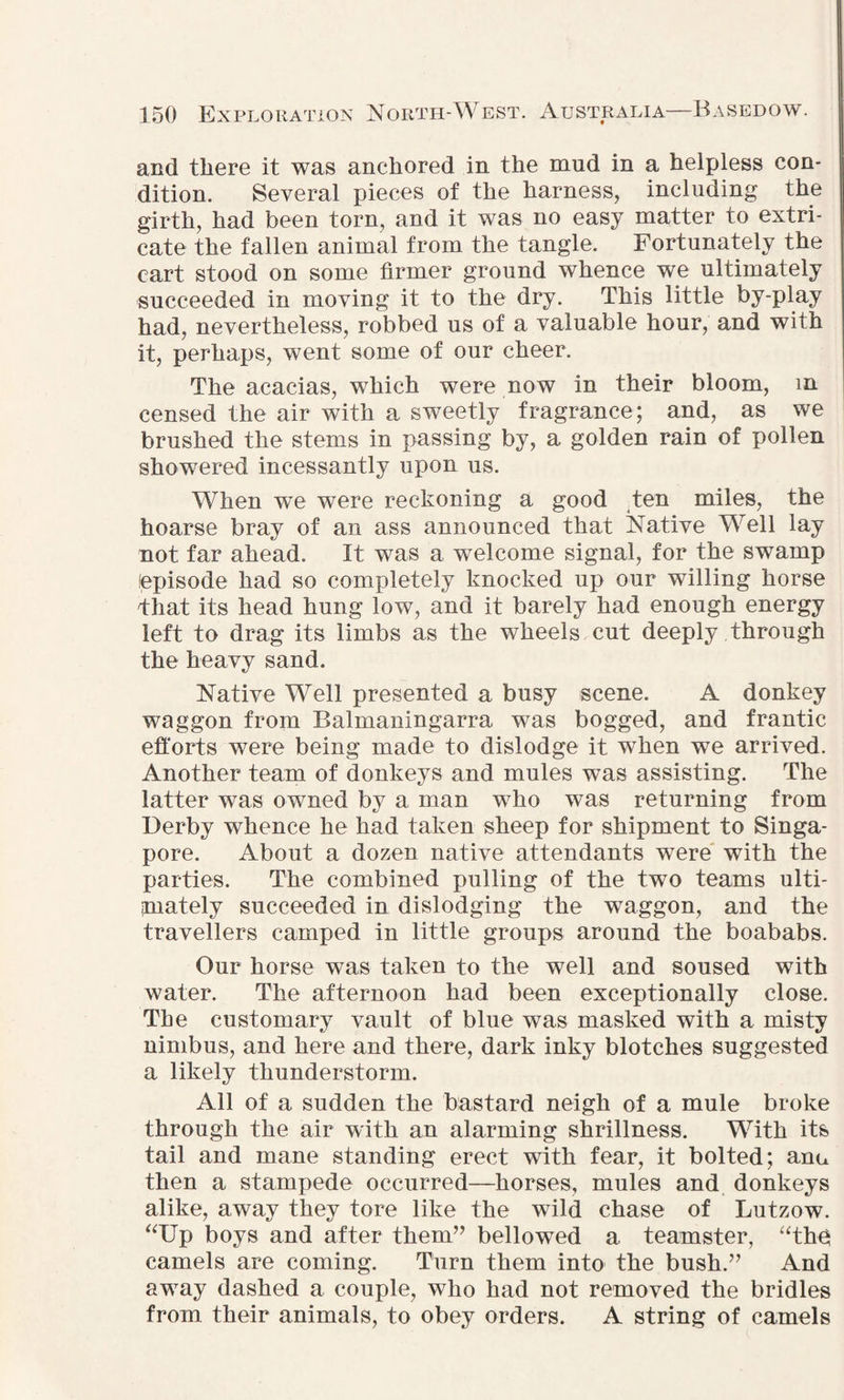 and there it was anchored in the mnd in a helpless con¬ dition. Several pieces of the harness, including the girth, had been torn, and it was no easy matter to extri¬ cate the fallen animal from the tangle. Fortunately the cart stood on some firmer ground whence we ultimately succeeded in moving it to the dry. This little by-play had, nevertheless, robbed us of a valuable hour, and with it, perhaps, went some of our cheer. The acacias, which were now in their bloom, m censed the air with a sweetly fragrance; and, as we brushed the stems in passing by, a golden rain of pollen showered incessantly upon us. When we were reckoning a good ten miles, the hoarse bray of an ass announced that Native Well lay not far ahead. It was a welcome signal, for the swamp episode had so completely knocked up our willing horse i:hat its head hung low, and it barely had enough energy left to drag its limbs as the wheels cut deeply through the heavy sand. Native Well presented a busy scene. A donkey waggon from Balmaningarra was bogged, and frantic efforts were being made to dislodge it when wre arrived. Another team of donkeys and mules was assisting. The latter was owned by a man who was returning from Derby whence he had taken sheep for shipment to Singa¬ pore. About a dozen native attendants were with the parties. The combined pulling of the two teams ulti¬ mately succeeded in dislodging the wraggon, and the travellers camped in little groups around the boababs. Our horse was taken to the well and soused with water. The afternoon had been exceptionally close. The customary vault of blue was masked with a misty nimbus, and here and there, dark inky blotches suggested a likely thunderstorm. All of a sudden the bastard neigh of a mule broke through the air with an alarming shrillness. With its tail and mane standing erect with fear, it bolted; anu then a stampede occurred—horses, mules and donkeys alike, away they tore like the wild chase of Lutzow. “Up boys and after them” bellowed a teamster, “thfi camels are coming. Turn them into the bush.” And away dashed a couple, who had not removed the bridles from their animals, to obey orders. A string of camels