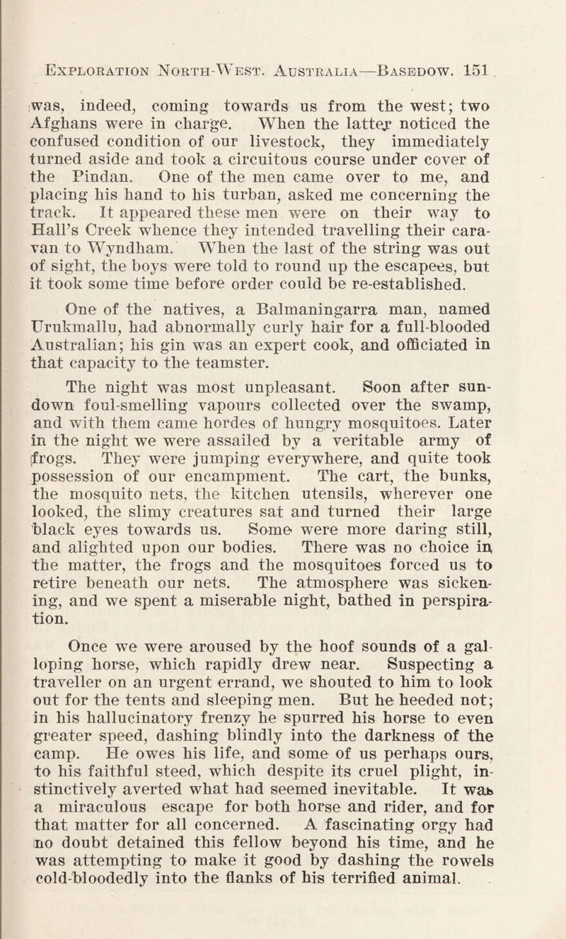 was, indeed, coming towards us from the west; two Afghans were in charge. When the lattey noticed the confused condition of our livestock, they immediately turned aside and took a circuitous course under cover of the Pindan. One of the men came over to me, and placing his hand to his turban, asked me concerning the track. It appeared these men were on their way to Hall’s Creek whence they intended travelling their cara¬ van to Wyndham. When the last of the string was out of sight, the boys were told to round up the escapees, but it took some time before order could be re-established. One of the natives, a Balmaningarra man, named Urukmallu, had abnormally curly hair for a full-blooded Australian; his gin was an expert cook, and officiated in that capacity to the teamster. The night was most unpleasant. Soon after sun¬ down foul-smelling vapours collected over the swamp, and with them came hordes of hungry mosquitoes. Later in the night we were assailed by a veritable army of frogs. They were jumping everywhere, and quite took possession of our encampment. The cart, the bunks, the mosquito nets, the kitchen utensils, wherever one looked, the slimy creatures sat and turned their large black eyes towards us. Some were more daring still, and alighted upon our bodies. There was no choice iu the matter, the frogs and the mosquitoes forced us to retire beneath our nets. The atmosphere was sicken¬ ing, and we spent a miserable night, bathed in perspira¬ tion. Once we were aroused by the hoof sounds of a gal¬ loping horse, which rapidly drew near. Suspecting a traveller on an urgent errand, we shouted to him to look out for the tents and sleeping men. But he heeded not; in his hallucinatory frenzy he spurred his horse to even greater speed, dashing blindly into the darkness of the camp. He owes his life, and some of us perhaps ours, to his faithful steed, which despite its cruel plight, in¬ stinctively averted what had seemed inevitable. It wat> a miraculous escape for both horse and rider, and for that matter for all concerned. A fascinating orgy had no doubt detained this fellow beyond his time, and he was attempting to make it good by dashing the rowels cold-bloodedly into the flanks of his terrified animal.