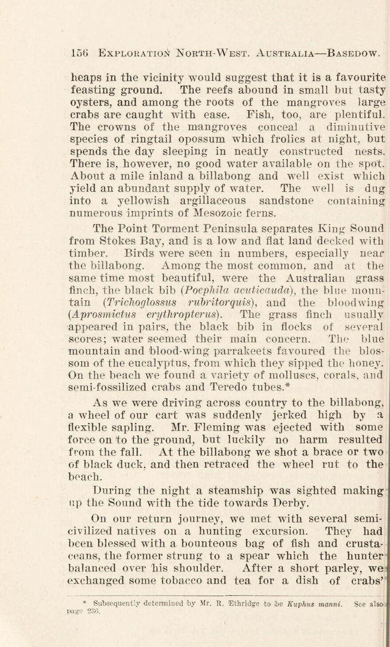 heaps in the vicinity would suggest that it is a favourite feasting ground. The reefs abound in small but tasty oysters, and among the roots of the mangroves large crabs are caught with ease. Fish, too, are plentiful. The crowns of the mangroves conceal a diminutive species of ringtail opossum which frolics at night, but spends the day sleeping in neatly constructed nests. There is, however, no good water available on the spot. About a mile inland a billabong and well exist which yield an abundant supply of water. The well is dug into a yellowish argillaceous sandstone containing numerous imprints of Mesozoic ferns. The Point Torment Peninsula separates King Sound from Stokes Bay, and is a low and flat land decked with timber. Birds were seen in numbers, especially near the billabong. Among the most common, and at the same time most beautiful, were the Australian grass finch, the black bib (PoephUa acuticauda), the blue moun¬ tain (Trichoglossus rubritorquis), and the bloodwing (.Aprosmictus erythropterus). The grass finch usually appeared in pairs, the black bib in flocks of several scores; water seemed their main concern. The blue mountain and blood-wing parrakeets favoured the blos¬ som of the eucalyptus, from which they sipped the honey. On the beach we found a variety of molluscs, corals, and semi-fossilized crabs and Teredo tubes.* As we were driving across country to the billabong, a wheel of our cart was suddenly jerked high by a flexible sapling. Mr. Fleming w7as ejected with some force on to the ground, but luckily no harm resulted from the fall. At the billabong we shot a brace or two of black duck, and then retraced the wheel rut to the beach. During the night a steamship was sighted making up the Sound with the tide towards Derby. On our return journey, we met with several semi- civilized natives on a hunting excursion. They had been blessed with a bounteous bag of fish and crusta¬ ceans, the former strung to a spear which the hunter balanced over his shoulder. After a short parley, we exchanged some tobacco and tea for a dish of crabs’ * Subsequently determined by Mr. R. Ethridge to .be Kuphus manni. See also page 230.