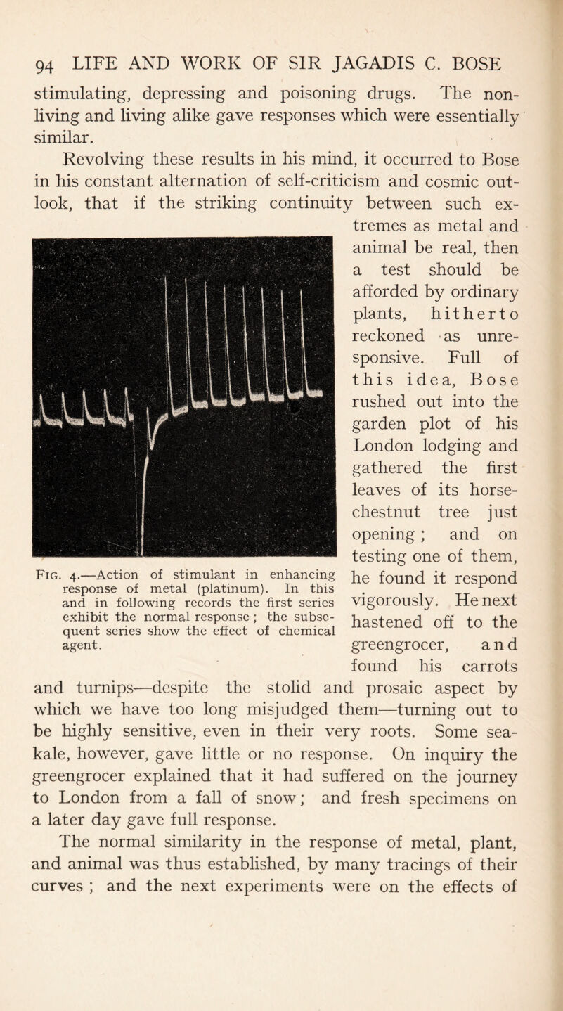 stimulating, depressing and poisoning drugs. The non¬ living and living alike gave responses which were essentially similar. Revolving these results in his mind, it occurred to Bose in his constant alternation of self-criticism and cosmic out¬ look, that if the striking continuity between such ex¬ tremes as metal and animal be real, then a test should be afforded by ordinary plants, hitherto reckoned • as unre¬ sponsive. Full of this idea, Bose rushed out into the garden plot of his London lodging and gathered the first leaves of its horse- chestnut tree just opening; and on testing one of them, he found it respond vigorously. He next hastened off to the greengrocer, and found his carrots and turnips—despite the stolid and prosaic aspect by which we have too long misjudged them—turning out to be highly sensitive, even in their very roots. Some sea- kale, however, gave little or no response. On inquiry the greengrocer explained that it had suffered on the journey to London from a fall of snow; and fresh specimens on a later day gave full response. The normal similarity in the response of metal, plant, and animal was thus established, by many tracings of their curves ; and the next experiments were on the effects of Fig. 4.—Action of stimulant in enhancing response of metal (platinum). In this and in following records the first series exhibit the normal response ; the subse¬ quent series show the effect of chemical agent.