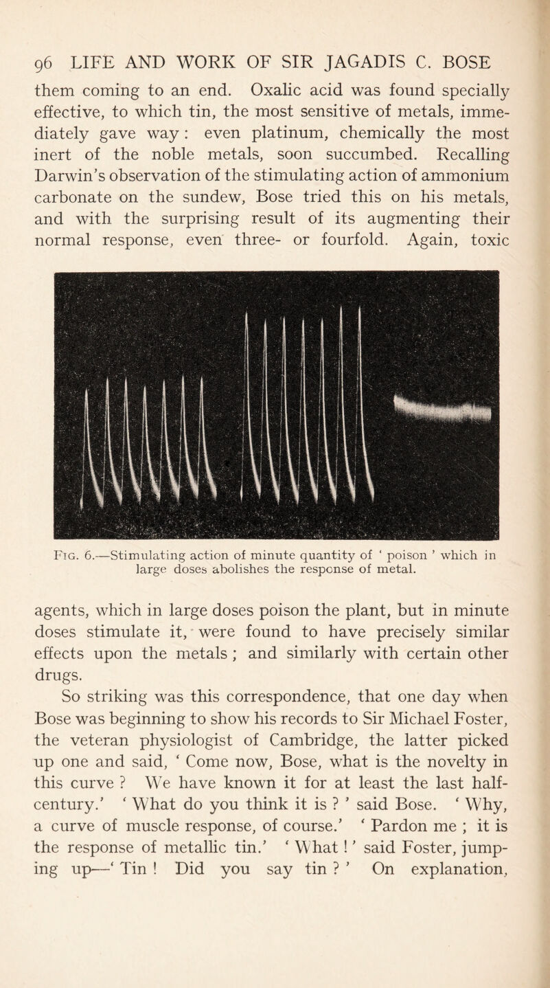 them coming to an end. Oxalic acid was found specially effective, to which tin, the most sensitive of metals, imme¬ diately gave way : even platinum, chemically the most inert of the noble metals, soon succumbed. Recalling Darwin’s observation of the stimulating action of ammonium carbonate on the sundew, Bose tried this on his metals, and with the surprising result of its augmenting their normal response, even three- or fourfold. Again, toxic Fig. 6.—Stimulating action of minute quantity of ‘ poison ’ which in large doses abolishes the response of metal. agents, which in large doses poison the plant, but in minute doses stimulate it, were found to have precisely similar effects upon the metals ; and similarly with certain other drugs. So striking was this correspondence, that one day when Bose was beginning to show his records to Sir Michael Foster, the veteran physiologist of Cambridge, the latter picked up one and said, ‘ Come now, Bose, what is the novelty in this curve ? We have known it for at least the last half- century.’ ‘ What do you think it is ? ’ said Bose. ‘ Why, a curve of muscle response, of course.’ ‘ Pardon me ; it is the response of metallic tin.’ ‘ What! ’ said Foster, jump¬ ing up—‘ Tin ! Did you say tin ? ’ On explanation,