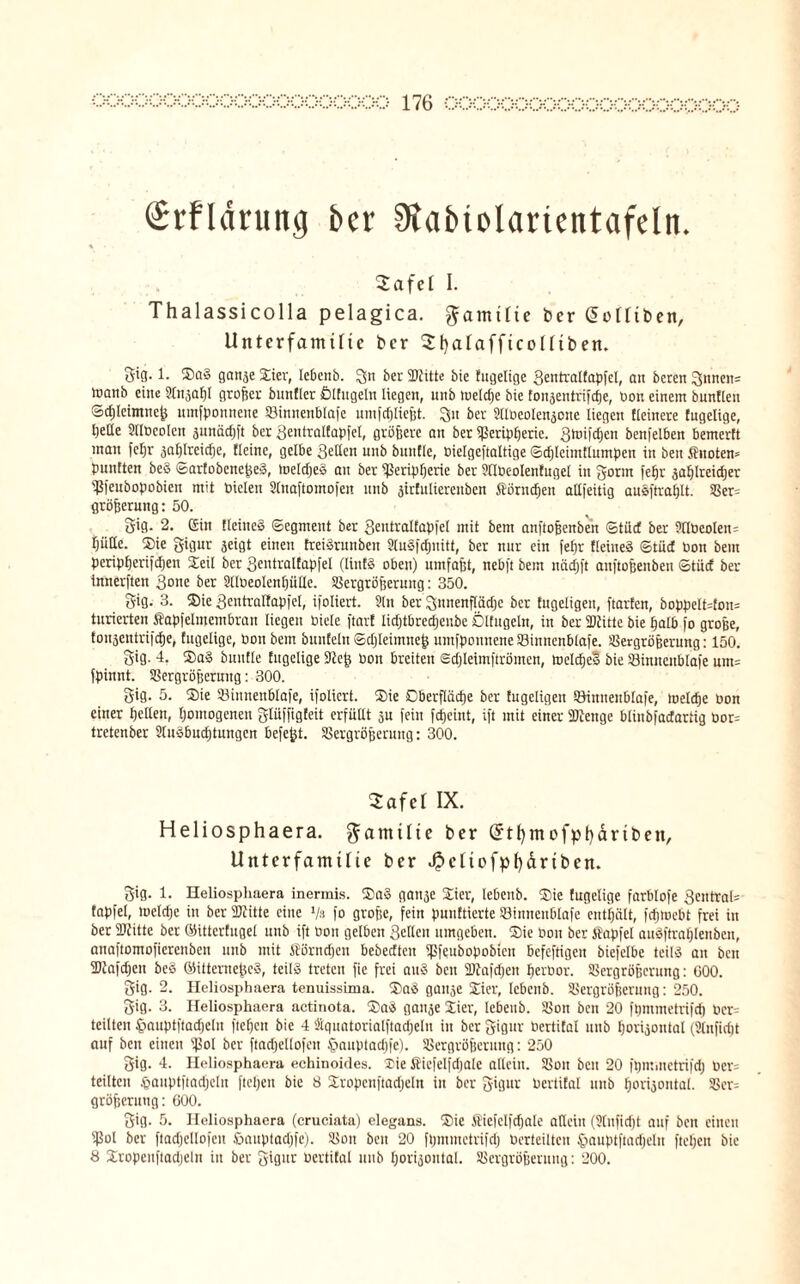 €rfldrun<j bcr SRabioUmentafeln. Safel I. Thalassicolla pelagica. Familie ber @oütben, Unterfamilie ber Sfyalafftcoütben. 5}iQ-1- Sa§ ganzester, lebenb. !3n £>er 5Dbittc bie fugelige 3entralfapfel, an bereu 2[nuen= toanb eine 9(n,jafj( großer bunfler Ölfitgeln liegen, nnb luefcfie bie fonjetttrifdie, Don einem bunflen ©cpleimncß umfponnene Vinneitblafe umfcpließt. ^it ber 2ttbcoIen,$one liegen {feinere fugelige, pelle StlöeoleiT junäcfjft ber 3entralfüpfel, größere an ber fßcripperic. 3toifcpen bcnfel6en bemerft man fepr aaplrcidje, fleine, gelbe Qeüen nnb bunfle, Dielgeftaltige ©djteimflumpen in bett Quoten» punften be§ ©arfobeneßeS, tuelcpee- an ber ißeripperie ber Sllbeolenfugel in gönn fepr aaplreidjer Vfeubopobien mit Piclen Slnaftomofen nnb jirfulierenben Störucpen allfeitig ausftraplt. Ver¬ größerung: 50. Sig. 2. Gin EleineS ©egmeitt ber 3entralfapicl mit bent anftoßenben ©tüd ber ?lIüeolen= piidc. Sie gigur aeigt einen freiörunbeit Sluäfcpnitt, ber nur ein fepr fleineä ©tüd Don bem peripperifdjen Seil ber Sentralfapfel (littfä oben) umfaßt, nebft bem näcpft anftoßenben ©tüd ber innersten 3°!|c ber SllDeolenpülle. Vergrößerung: 350. 8ig. 3. Sie 3entra[fap|el, poliert. Sin ber gnnenflädjc ber tngcligen, ftarfen, boppeIt=fou= titrierten Äapfelmembratt liegen Diele ftarf lidjtbredjeube Ölfugein, in ber SDJitte bie pafb fo große, toujentrifepe, fugelige, Don bem bunfeht ©djleimneß umfpounene Vittncnblafe. Vergrößerung: 150. Sig. 4. Sa§ bunfle fugelige 9teß Don breiten Sdjleimftrömen, melcpel bie Vinueublafe nm= fpinnt. Vergrößerung: 300. gig. 5. Sie Viunenblafe, ifoliert. Sie Oberfliicße ber fugeligen Vinuenblafe, meltpe Don einer pellen, pontogenen glüffigfeit erfüllt ju fein fepeint, ift mit einer Wenge blinbfadartig Don tretenber SluSbucptungen befeßt. Vergrößerung: 300. Safet IX. Heliosphaera. ^amtlte ber (Jtfymofpffdrtben, Unterfamilie ber J£>ctiofpfy&rtben. S'ig- !• Heliosphaera inermis. Sa§ ganje Sier, lebenb. Sie fugelige farblofe 3cntral= fapfel, trclcpe in ber Witte eine Vs fo große, fein punftierte Vinnenblafe entpält, fepmebt frei in ber Witte ber ©ittcrfugel unb ift Don gelben Sellen umgeben. Sie Don ber flapfel auöftraplenbcn, anaftomofierenben unb mit Stürncpen bebedten Vieubopobien befeftigen biefelbe teil» an ben Wafdjcn bce ©ittcrneßcS, teils treten fie frei auS ben Wafdjen perDor. Vergrößerung: GOO. 8ig. 2. Heliosphaera tenuissima. SaS gan^e Sier, lebenb. Vergrößerung: 250. gig. 3. Heliosphaera actinota. Sa£ gan^e Sier, lebenb. Von ben 20 fpmmetrifcp Dcr- teilten §auptftadjclu ftepen bie 4 tqnatorialftadjeln in ber gigur Dertifal nnb poriaoutal (Slnfidjt auf ben einen Vol Per ftadjellofcit §auptadjfe). Vergrößerung: 250 gig. 4. Heliosphaera echinoides. 35ie ÄSicfelfcTjale allein. Von ben 20 fpmmctrifd) ben teilten §auptftacpcln ftepen bie 8 Xropcuftadjcln in ber gigur Dertifal unb porijontal. Ven größeruug: 600. gig. 5. Heliosphaera (cruciata) elegans. Sie $iefclfdjalc arieiu (2tnfirf)t auf ben einen Vol ber ftadjellofcn öauptadjfe). Von ben 20 fpmmetrifcp Derteilteu ©auptftadjeln ftepen bie 8 Sropenftacpeln in ber gigur Dertifal unb pori^ontal. Vergrößerung: 200.