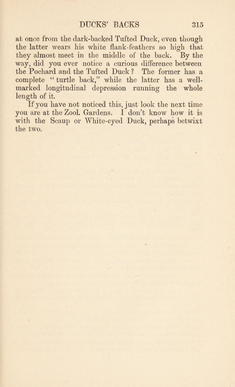 at once from the dark-backed Tufted Duck, even though the latter wears his white flank-feathers so high that they almost meet in the middle of the back. By the way, did you ever notice a curious difference between the Pochard and the Tufted Duck ? The former has a complete “ turtle back,” while the latter has a well- marked longitudinal depression running the whole length of it. If you have not noticed this, just look the next time you are at the Zook Gardens. I don’t know how it is with the Scaup or White-eyed Duck, perhaps betwixt the two.