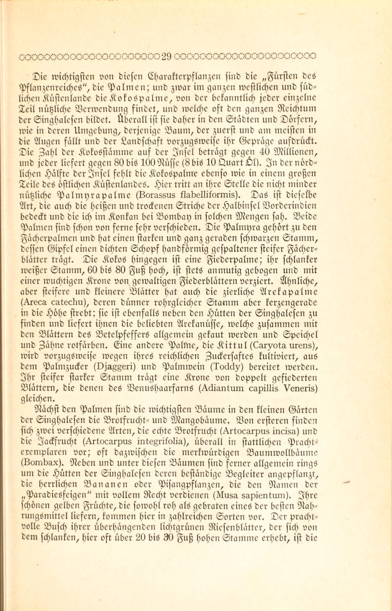 ©ic micfttigficn uott bicfcit ©f;arafterpflan§cn finb bie „gürften bcö ^flanjcnrcicftcö, btc Valuten; unb jtuar im ganzen tuefHicften ttnb füb= lieben jtüfienlanbe bic dtofoäpalme, uott bev beFanntlicf) jeber einzelne Seil nüßlidjc Sertuenbung finbet, unb tuelcfte oft ben ganzen Setefttum ber ©ingfjalefen hübet. Überall ift fic baljer in ben ©labten unb ©orfern, uüe in bereit Umgebung, berjenige Saunt, ber juerft unb am metfien in bic ülugen fallt unb ber Sanbfdfjaft uorjugötuetfe iftr ©eprdge aufbrüeft. ©ic 3«^ ber $ofo$flämme auf ber fei betragt gegen 40 SDMtonen, unb jeber liefert gegen 80biö 100 Suffe (8biö 10Quartal). pm bernorb« lieben Jpölfte ber 3'ttfel fehlt bie jtofoöpaltnc ebenfo tute in einem großen Seile beö 6füicf>en jtüfknlanbeS. Jpter tritt an ifjre ©teile bie nid)t minber ttüljlicfte ^altttprapalmc (Borassus flabelliformis). ©aö ift biefelbe 2frt, bic au cf) bic Reißen unb trocFenen ©triefte ber Jpalbinfel Sorbertnbien bebeeft unb bic ich im jtonfan bei Sontbap in feieren Stengen faft. Seibe Halmen finb fefjon oon ferne feftr uerfebteben. ©ic ^alntpra gehört $u ben gdcftcrpalmcn unb fjat einen jtarfen unb ganj geraben fefttuarjen ©tanint, beffen ©ipfcl einen bieftten ©eftopf ftatibformig gcfpaltencr fiteifer gdcf;er= bldtter tragt, ©ie $oFoö hingegen ift eine gtebcrpalme; iftr fcfjlanfer tueißer ©tatnm, 60 bte 80 guß fjoeft, ift ftctö anmutig gebogen unb mit einer ruuefttigen $rone uon gciualtigett gicberblattern uerjiert. 2'fftnltcfte, aber fteifere unb Heinere Blatter ftat au cf) bie jterlicfte Slrefapalme (Areca catechu), bereit bünner roftrglcicfter ©tamtn aber fergengerabe in bie fyofye firebt; fte ift ebenfalls neben ben Jütten ber ©ingftalefen ju finben unb liefert ihnen bie beliebten 2frefanüffe, tuelcfte gufammen mit ben Slättern be3 S3etelpfefferö allgemein getaut tuerben unb ©pcicftel unb >3äfjtte rotfdrben. ©ne anberc ^alftte, bie Jlittul (Caryota urens), tuirb uorguggtuetfe tuegen ihrcö reichlichen ^ueferfafteö fultiuiert, aus bem ^Palmjucfer (Djaggeri) unb ^palmtuctn (Toddy) bereitet tuerben. 3ftr Reifer ftarter ©tamm tragt eine Grotte uon hoppelt gefieberten Sldttcrn, bte benen beS Senuöftaarfarnö (Adiantum capillis Veneris) gleichen. Diachft ben Halmen finb bte tuicftttgfien Saume tn ben Hettten ©arten ber ©ingftalefen bie Srotfrucftt® unb Stangobäume. Sott erfteren finben ftch gtuci uerfeftiebene Urteil, btc erbte Srotfrucfjt (Artocarpus incisa) unb bie Sacffrucftt (Artocarpus integrifolia), überall in ftattlicften ^raebt* crentplaren uor; oft bagtuifeften bie merftuürbtgen Saumtuollbdunte (Bombax). Sehen unb unter btefen Säumen finb ferner allgemein rtngö um bte Jütten ber ©ingftalefen bereit beftdnbige Seglciter angepflangt, bie fterrlicften Sattanen ober ^ifangpflanjcn, bic ben Santen ber „^arabteSfcigett mit oollettt Sccftt oerbienen (Musa sapientum). 3ffjrc fronen gelben grüebte, bte fotuobl roft als gebraten eines ber heften Saft* rungemittcl liefern, fottimen fttcr in zahlreichen ©orten uor. ©er pracbh uolle Sufcft ihrer übcrfymgcnbcti Itcfttgrünen Sicfenbldtter, ber fiel; uon bem [cftlanfen, ftter oft über 20 bte 90 0tiß ftofjen ©tamme ergebt, ift bie