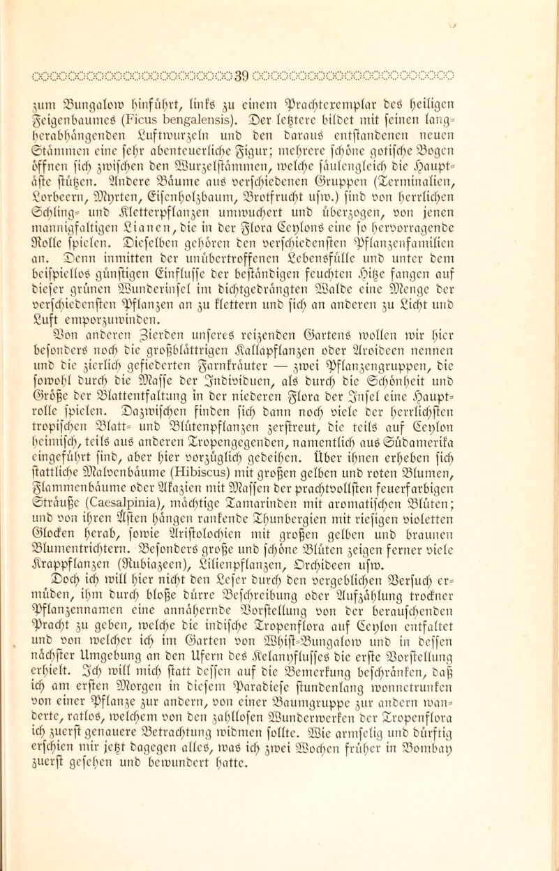 jum Bungalom hinfüljrt, tinEö zu einem ^rac^teremplar beö ^eiligen getgenbaumeö (Ficus bengalensis). Der festere bilbet mit feinen lang* herabhängenben Suftmurzeln unb ben barauö cntflanbencit neuen (Stammen eine fef;r abenteuerliche gigur; mehrere fchone gotifche Bogen offnen fiel) smifchcn ben SSurzelflämmen, meld)c fäulengleich bic jjaupt* äfle fluten. Slnbere Bäume atib üerfd)iebenen (Gruppen (Sterntinalien, Sorbeern, SJiprten, (ürtfenholzbaum, Brotfrucht ufm.) ftnb non herrlichen ©chling* unb Kletterpflanzen ummuchert unb überzogen, oott jenen mannigfaltigen Starten, bie in ber glora (ücplonö eine fo Ijeroorragenbe Stolle fptelen. Dtefelben gehören ben oerfcbtebenjlcn ^flanzenfamilten an. Denn inmitten ber unübertroffenen Scbcnöfülle unb unter bent beifpielloö günftigen Grinfluffe ber bejtänbigen feuchten ppitje fangen auf biefer grünen SÖunberinfcl tut bichtgebrängten ÜBalbc eine SJfenge ber ocrfchicbcnflcn Pflanzen an zu flettern unb fich an attbcrcti zu Sicht unb Suft emporzurmnben. Bon anberen Sterben unfereö rcizenben ©arten «5 mollcn mir hier befonberö noch bie großblättrigen Kallapflanzen ober Slrotbeen nennen unb bic zierlich gefieberten garnfräuter — zlüct ^flanzertgruppen, bie fomohl burd) bie SJZaffc ber ^nbiöibucn, alö burd) bie Schönheit unb ©roße ber Sßlattentfaltung in ber nicbcrcn glora ber fjnfel eine äjaupt* rolle fptelen. Dazmifchen finben fiep bann noch dclc ber herrlicfjflen tropifd)en Blatt* unb Blütenpflanzen jerflreut, bic tetlö auf Seplott fjetmtfeh, texlö auö anberen Bropengegcnben, namentlich auö Sübamerifa eingeführt ftnb, aber hier oorzügltch gebeihen. Über ihnen erheben fiel) ftattliche SDlaloenbäume (Hibiscus) mit großen gelben unb roten Blumen, flammen bäume ober Slfazicn mit Staffen ber prad)tüollften feuerfarbigen Sträuße (Caesalpinia), mächtige Damartttben mit aromatifchcn Blüten; unb oon ihren $ftcn hängen ranfenbe Dhunbergten mit rteftgen oioletten ©locfcn herab, forme 31riftolod)ien mit großen gelben unb braunen Blumentrichtern. Befonberö große unb fchone Blüten zeigen ferner oiele Krappflanzen (Stubiazeen), Stlienpflanzen, £)rd)ibeen ufm. Doch ich will hier nicht ben Sefcr burch ben oergcbltcl)en Sßerfud) er* müben, ihm burch bloße bürrc Befd)retbung ober Slufzäljlung troefner S)flanzennamen eine attnähernbe Borftellung oott ber beraufd)enben Fracht zu geben, meldfje bie inbtfdje £ropenflora auf Geplon entfaltet unb oon melcher ich ©orten oon SßhtfFBungalom unb in beffett nächftcr Umgebung an ben Ufern beö Kelanpfluffcö bic erfle Borftellung erhielt. 3cf; rotll mich jlatt beffen auf bie Bemerkung bcfd)ränfcn, baß ich om erfien borgen in biefem ^orabiefe flunbcnlang monnetrunfen oon einer Pflanze zur anbern, oon einer Baumgruppe zur anbern man* berte, ratloä, melchem oon ben zohllofen Söunbermcrlcn ber Dropcttflora ich juerft genauere Betrachtung mibmen feilte. 2ßie armfclig unb bürftig erfchtcn mir je£t bagegett allcö, maö ich S^ci 2Boci)en früher in Bombay Zuerjl gcfchcn unb bemunbert hotte.