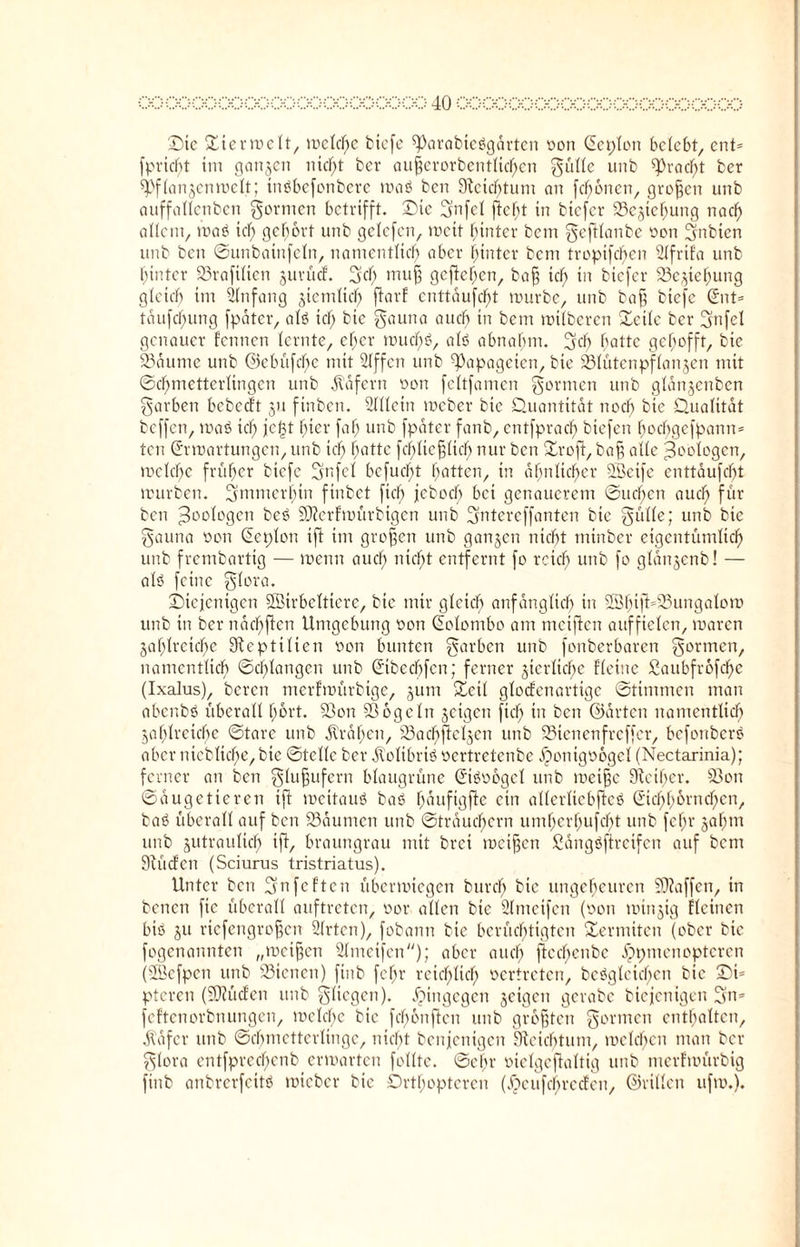 Die £ierroelt, ir»efcf>c tiefe ^Parabieögärten oon Cebion belebt, cnt= fpricfjt im ganzen nicht ber aufjerorbentlicfjen gülle unb spracht ber ^fianjenmelt; tnöbefonbere maß ben Stcichtum an fronen, großen unb auffallenben gormen betrifft. Die üjnfel jlcljt in biefer 93cjicf;ung naef) allem, maß icfj gehört unb gclcfen, rncit hinter bem geftlanbc oon jjnbtcn unb ben ©unbainfcln, namentlich aber hinter bem trcpifcl)en Slfrif'a unb hinter 23rafilicn jurüd. gcl) mufj geftefjen, baff ich tn biefer Beziehung gleich im Anfang ziemlich ftarf enttdufd^t mürbe, unb baff biefe Ent* tdufchung fpäter, alö ich Sauna auch in bem milberen Qcilc ber gnfcl genauer fennen lernte, ef;cr roucf)ß, alß abnahm. geh hatte gehofft, bie 23äume unb ©ebüfcfje mit Slffcn unb Papageien, bie SBlütenpflanjen mit Schmetterlingen unb Wafern oon feltfamen formen unb gldnjcnbcn garben bcbccft ju finben. 2llletn meber bie Daiantitat noch bie Qualität beffen, maß ich Kf3t ^er faf) unb fpdter fanb, cntfprach biefen hochgefpann* ten Ermattungen, unb ich hatte fchltefflidf) nur ben Droft, baff alle Geologen, mclchc früher biefe gnfcl bcfucht hatten, in ähnlicher Weife enttäufcfjt mürben, immerhin finbet fich jcboch bei genauerem ©uchcn auch für ben Zoologen beß Sfterfmürbigen unb gntereffanten bie gülle; unb bie gauna oon Eeplon ift im grofen unb ganzen nicht minber eigentümlich unb frembartig — menn auch nicht entfernt fo reich unb fo gldnjenb! — alö feine glora. Diejenigen Wirbeltiere, bie mir gleich anfänglich in Whijt=23ungatom unb in ber nädfjfien Umgebung oon Eclombo am meinen auf fielen, maren zahlreiche Stepttlien oon bunten Farben unb fonberbaren gönnen, namentlich ©c'hlangen unb Eibecljfcn; ferner zierliche fleine Saubfrofd^e (Ixalus), beren merfmürbige, zutn Dcil glodfenartige ©timmen man abenbß überall hört. 5ßon Sßogcln zeigen fich *n Öen ©arten namentlich Zahlreiche ©tare unb krähen, 23achfklzen unb 23ienenfrcffcr, befonberß aber niebliche, bie ©teile ber dtolibriß oertretenbe .fjonigoogcl (Nectarinia); ferner an ben gluffufern blaugrüne Eißoogel unb meifjc Sieiher. $8on ©äugetieren ift meitauß baß hdufigfte ein allerlicbftcß Eichhörnchen, baß überall auf ben SSäumcn unb ©träuchern umherhufcf)t unb fahr zahm unb zutraulich ift, braungrau mit bret meifjen Sängßftrcifen auf bcni Stücfen (Sciurus tristriatus). Unter ben gnfeften übermiegen burch bie ungeheuren Waffen, in benen fic überall auftreten, oor allen bie Slmcifen (oon minzig flcincn biß zu riefengroffen Wirten), fobann bie berüchtigten Dermiten (ober bie fogenannten „meinen Slmeifcn); aber auch jlechenbe dppmen opferen (Wcfpcn unb 23icnen) finb fehr reichlich oertreten, beßglcidfjen bie Di= pteren (SJiücfen unb gliegen). hingegen zeigen gerabe biejenigen gn= feftenorbnungen, mclchc bie fefjonfien unb grofjtcn gönnen enthalten, dlafcr unb Schmetterlinge, nicht benjentgen Reichtum, mclchcn man ber glora entfprechcnb ermatten follte. ©ehr oielgeftaltig unb merfmürbig finb anbrerfeitß micber bie Orthopteren (öcufchrccfcn, ©rillen ufm.).