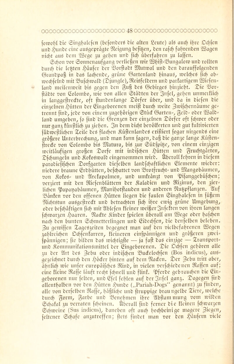 foioohl tic Stnghalefcn (befonberS bie alten Scutc) als auef; ihre £)cbfcn unb £mnbc eine ausgeprägte Neigung hefigen, ben rafcfi faf;renben SBagen nicht auö bent 2Scgc ju gelten unb fieF) überfahren ju (affen. Schon oor Sonnenaufgang oerlteffen mir 2ßhijl=S3unga(oro unb ro((tcn buref; bte (eilten ipäufcr ber ©orflabt SDZutroat unb ben barauffolgenben ©ranbpafj in baS ladfienbe, grüne ©artcnlanb hinaus, tocldf)eS [ich ab* toechfelnb mit 58ufd^malb (Djunglc), SfctSfelbern unb parfartigeni Miefen* (anb mcilcmocit bis gegen ben guff bcS ©ebirgeS hinzieht. Sie 93or* ftübte oon Eolontbo, rote oon allen Stabten ber gnfel, gehen unmciflieh in langgeftreefte, oft ftunbenlange Dörfer über, unb ba in btefen bic einzelnen Jütten ber Eingeborenen tneift burd) loeite ^toifch^nraume ge* trennt ftnb, jebe oon einem zugehörigen Stücf ©arten*, gelb* ober Sßalb* lanb umgeben, fo ftnb bie ©renjen ber einzelnen Dörfer oft fchmer ober nur ganz fünfUid) zu zicben- 3n bent biefjt beoölferten unb gut fultioierten fübiocftlichen Dctlc bcS flachen $üftenlanbeS ertfftert fogar nirgenbS eine größere Unterbrechung, unb man fann fagen, baff bie ganze lange lüften* ffrede oon Eolombo bis Matura, bis zur Sübfpifse, oon einem einzigen weitläufigen großen Dorfe mit inbifefpen Jütten unb gruclj)tgärten, Dfcl)ungeln unb ätofoSioalb eingenommen wirb. Überall lehren in btefent parabtefifchen Dorfgarten biefclben lanbfchaftlicfpcn Elemente toieber: niebere braune Erbhütten, befcf>attet oon 23rotfrucf)ts unb Mangobäumen, oon ÄofoS* unb 21rcfapalmen, unb unifränzt oon ^tfanggebüfcheti; oerziert mit ben Sfiefenblättern ber dtalabicn unb SiizinuS, ben z^r* liehen ^apapabaumen, Manihotflauben unb anberen 91u|pflanzen. 21 uf zßänfcn oor ben offenen Jütten liegen bie faulen Singhaiefen in füfjcnt Nichtstun auSgcfirccft unb betrachten [ich ihre einig grüne Umgebung, ober bcfd)dfttgcn fiel) mitülblcfen Keiner meiner gnfeften oon ihren langen fefpoarzen Jipaaren. Stacftc älinber fpicleti überall am ©ege ober hafefpen nad; ben bunten Schmetterlingen unb Eibedifcn, bic benfelben beleben. 3u getoiffen DageSzeiten begegnet man auf ben otelbcfahrcnen Megen Zahlreichen Dchfenfarren, Kcincrcn ctnfpdnnigcn unb größeren z^ci* fpänntgen; fie bilben baS uüchtigfie — ja faft baS einzige — DranSport* unb dbommunifationSmittcl ber Eingeborenen. Die Dchfcn gehören alle ZU ber 21rt beS jBebu ober inbifefpen 93u<felochfen (Bos indicus), auS* gezeichnet burcl) ben Ppöcfer hinten auf bem Olacfen. Der 3cbu tritt aber, ähnlich lote unfer europäifd)eS Stiub, in otclen ocrfcbicbcncn Staffen auf; eine Keine Staffc lauft recht fd)ncK unb fünf. ^ferbe gebrauchen bic Ein* geborenen nur feiten, unb Efel fehlen auf bergnfel ganz« Dagegen finb allenthalben oor ben .©litten Äunbe („Pariah-Dogs“ genannt) 51* finben, alle oon bcrfclben Sftaffe, häfflichc unb ftruppige braungclbc Diere, loelche burch gönn, garbc unb Benehmen ihre 2lbftam ntung oont roilben Schafal zu oerraten fehetnen. Überall finb ferner bic Keinen fchirar^en Schtocinc (Sus indicus), baneben oft auch hochbeinige magere Jiegcn, feltcner Schafe anzutreffen; fletS finbet man oor ben Käufern oicle