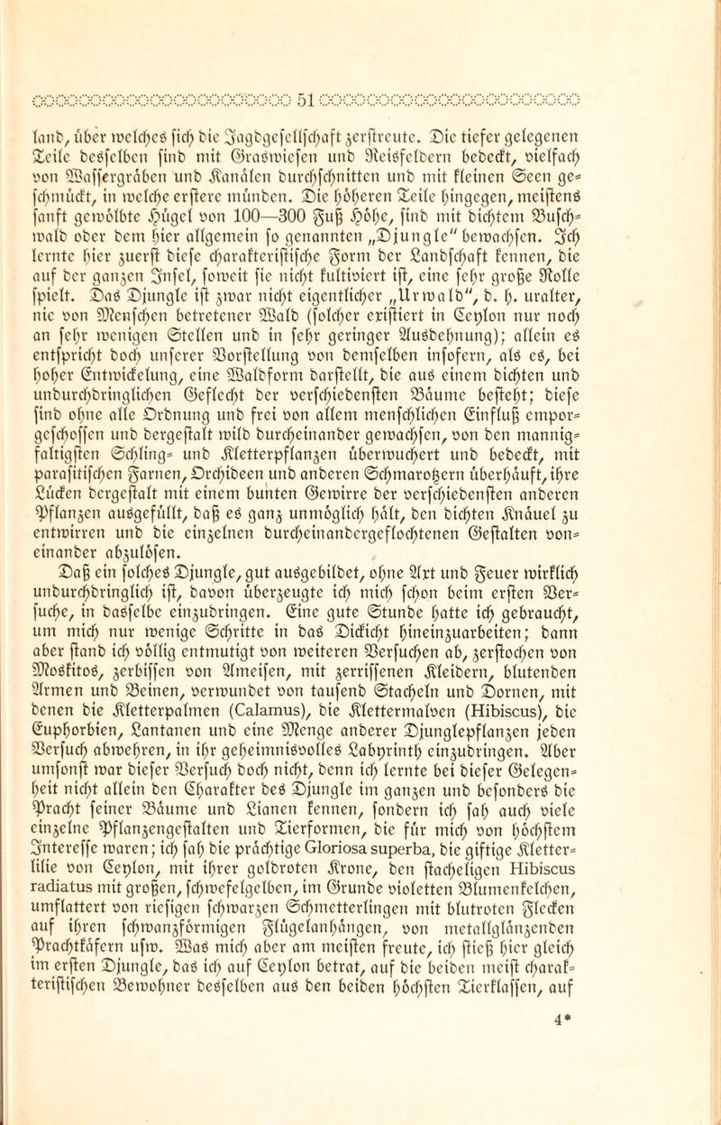 lanb, über u>clcf>cö fiel) bic 3iagbgefellfchaft jevflreute. Die tiefer gelegenen Seile beleihen finb mit ©raöwiefen unb 9teiöfelbern bebeeft, otelfacf) oon SSaffergräben unb Kanälen burcf;fcf;ntttcn unb mit fleinen ©een ge* fehmüeft, in welche erfterc münben. £)ic höheren Seile hingegen, mcijlenö fanft gewölbte l'u'igcl oon 100—300 gufj fybfyc, finb mit bicf)tem 23ufch= malb ober bem hier allgemein fo genannten „Sjungle bewachfcn. 2ffh lernte bicr juerfi biefe d)araFtcrifiifd)e gorm ber £anbfcf)aft fennen, bie auf ber ganzen Sfafel, foweit fic nicht fultioiert tfl, eine fcljr große 9Mle fpielt. S>aö £)jungle tfl jmar nicht eigentlicher „Urwalb, b. fy. uralter, nie oon 5Dicnfd)cn betretener 3Balb (fold)cr ertfiiert in Ecplon nur nod) an fefjr menigen ©teilen unb in fcfjr geringer 21uöbehnung); allein eö entfpricht bocf> unferer 50orfiellnng oon bcmfelben infofern, alö eö, bet hoher Entwicfelung, eine SSalbfornt bavfkllt, bie aus einem bienten unb unburd)bringlichen ©efledf)t ber ocrfchtebenflen 23aumc befielt; biefe finb ofme alle Drbnung unb frei oon allem menfchlttf)en Einfluß empor* gcfd)offcn unb bergejlalt wilb burcheinanber gemachfcn, oon ben mannig* faltigjicn ©cf)ling* unb Jlletterpflangen überwuchert unb bebest, mit parafitifchen tarnen, Drchibeen unb anberen ©chmaro^ertt überhäuft, ihre ßüdfen bcrgefialt mit einem bunten ©ewirre ber oerfchiebenflen anberen 93flanjen auögefüllt, baß eö ganz unmöglich holt, ben bichten Knäuel ju entwirren unb bie einzelnen burcheinanbcrgcflochtenen ©eftalten oon* einanber abjulöfen. £>aß ein fotcf)e$ ©jungle, gut auögebilbet, ohne 21rt unb geuer wirflidf) unburchbringltch ift, baoon überzeugte ich mich fchon beim erften 93er* fuche, in baöfelbe einzubringen, ©ne gute ©tunbe hatte ich gebraucht, um mich nur wenige ©chritte in baö ©icficht hiueinzuarbeiten; bann aber ftanb ich völlig entmutigt oon weiteren 93erfudf>en ab, zerflochen oon •ättoöfitoä, zerbtffen oon Slmeifen, mit zerriffenen Kleibern, blutenben Firmen unb 23einen, oerwunbet oon taufenb ©tacheln unb S)ornen, mit benen bie ^letterpalmen (Calamus), bie Älettermaloen (Hibiscus), bie Euphorbien, Santanen unb eine Stenge anberer £>junglepflanzen (eben SÖcrfuch abwehren, in ihr geheimniöoolleö Sabprintl; einzubringen. Slber umfonfl war biefer 93erfud) hoch nicht, benn ich lernte bei biefer ©elegen* heit nicht allein ben @harafter beö Sjungle im ganzen unb befonberö bie Fracht feiner 93äume unb ßianen fennen, fonbern ich fQh auch oiele einzelne ^fianzengeflalten unb Sierformcn, bie für mich °on höchftem üjntereffc waren; ich fah bie prächtige Gloriosa superba, bie giftige $letter* Ulte oon Eeplon, mit ihrer golbroten $rone, ben flacheligen Hibiscus radiatus mit großen, fchwefelgelben, im ©runbe oiolcttcn iölumen felgen, umflattert oon riefigen fchwarzen «Schmetterlingen mit blutroten glecfen auf ihren fchwanzformigen glügelan hangen, oon metallglanzenben fprachtfafern ufw. ffiaö mich aber am mciften freute, ich fließ hiev gleich im erften £)jungle, baö ich auf Ecplon betrat, auf bic beiben meift cl;araf* teriftifchen Bewohner beßfclben auö ben beiben haften Sierf'laffen, auf 4*