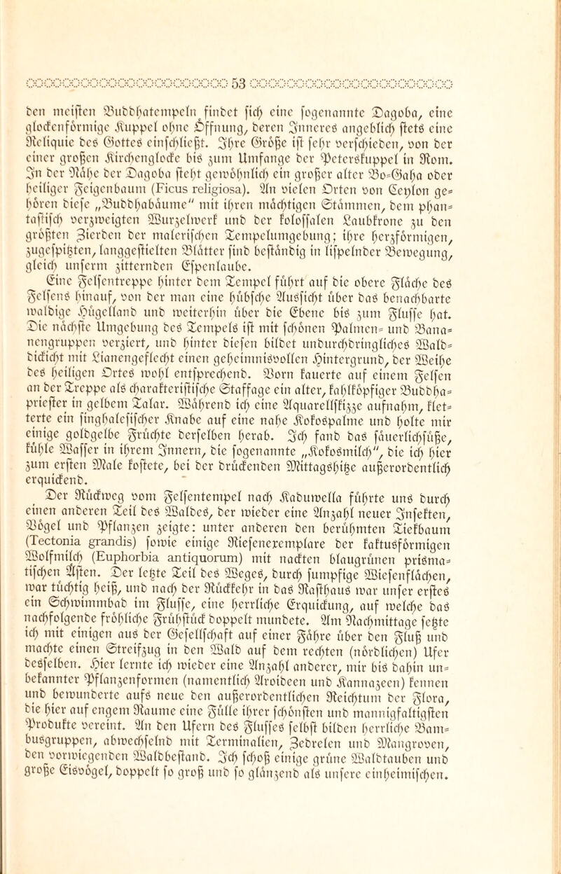 tcn meifien 23ubbhatempefntfinbet fid) eine fogenannte ©agoba, eine gfodenfbrmtge Kuppel ofmc Öffnung, beten Ftmcreö angeblich ftctö eine Reliquie beb ©ottcö einfehfießt. Fhre ©roße ift fegt oerfegieben, oon bet einer großen jlircbcngfodc bi$ jum Umfange ber ^eteröfuppef in Nom. Fn ber Nage ber ©agoba fielet gemognfieg ein großer alter 23o=@afja ober Zeitiger Feigenbaum (Ficus religiosa). 2ln otefen Orten oon Lepton ge* goren biefe „iBubbßabaume mit tgren mächtigen ©tdmmen, betn pgan* taftifeg oerjmeigten 2Bur§efmerf unb ber fotoffaten Saubfrone ju ben größten gerben ber maferifegen Scmpefumgcbung; igre herdförmigen, jugefpigten, fanggeffieften 23fdtter finb beftdnbig in fifpefnber 23emegung, gleich unferm jitternben Qrfpenfaube. Sine geFfentreppe hinter bem Senrpef führt auf bie obere Ffdcge bcö Fetfcnö hinauf, oon ber man eine bübfehe 2fuöficgt über baö benachbarte mafbige ^ügeffanb unb roeitergin über bie (ürbene bi« jurn Ffuffe hat. ©ic nachfte Umgebung be« Sempef« ift mit fronen Rätinen* unb 33ana= nengruppen regiert, unb hinter btefen bitbet unburegbringfiege« SLÖatb= bi dicht mit ßianengeffeegt einen gegeimniöooffen $intergrunb, ber SBetge bcO heiligen Orte« mogf entfpreegenb. 93orn Fauerte auf einem geFfcn an ber Steppe atö charafteriftifche ©taffage ein alter, fa^tfopfiger 23ubbga* priejler in gelbem Safar. SBdgrenb reg eine ^quarettf%e aufnahm, flet* terte ein finggafefifeger Änabe auf eine nahe $ofo«pafme unb holte mir einige gotbgctbc Früchte berfefben herab. Feh fanb ba« fduerftegfüße, fühle SÖaffer in ihrem Fnnern, bie fogenannte „dtoFoöimfcg, bie ich hier jum erften 9)?afe foficte, bet ber brüefenben SDttttaqögige außerorbentfieb erquiefenb. - 7 ©er Nüdmcg oom Feffentempet nach ßabutoeffa führte un« burch einen anberen Seil beö ÖÖafbe«, ber mieber eine 3In$ahl neuer Fnfeften, *bgel unb ^ffanjen §etgte: unter anberen ben berühmten Siefbaum (Tectonia grandis) fomte einige Niefenejcempfare ber faftuöformtgen SBoffmifcg (Euphorbia antiquorum) mit nadten blaugrünen pttönta* tifchen Stftcn. ©er fegte Seif bes SSege«, burch fumpfige SSicfenffdcgen, mar tüchtig heiß, unb nach *>er Sdüdfehr in ba« Staftgau« mar unfer erfteö ein ©egmimmbab im Ffuffe, eine herrliche ©rquidung, auf mefche baö nachfofgenbe fröhliche Frügftüd boppeft munbete. 2fm Nachmittage fegte ich mit einigen au« ber ©efefffegaft auf einer F^gre über ben Ffuß unb machte einen ©treifaug in ben SBafb auf bem rechten (norbfichen) Ufer beöfetben. §ier lernte ich lieber eine Stnjaht anbercr, mir bi« bagin un= befanntcr ^ffanjenformen (namentlich Stroibeen unb ^annajeen) Fennen unb bemunberte auf« neue ben außerordentlichen Reichtum ber Ffora, tie hier auf engem Naume eine Fülle tgrer fcgonfFen unb mannigfaftigflen ^robufte oereint. 2fn ben Ufern be« Ffuffe« fctbft btfben herrliche 33 a m* bu«gruppen, abmeegfefnb mit Serminafien, ^ebrefen unb SNangrooen, fcen oormtegenben SfßafbbcfFanb. Feh fegoß einige grüne SBafbtauben unb große (Jisoogef, boppeft fo groß unb fo gfdnjenb af« unfere etngeimifegen.