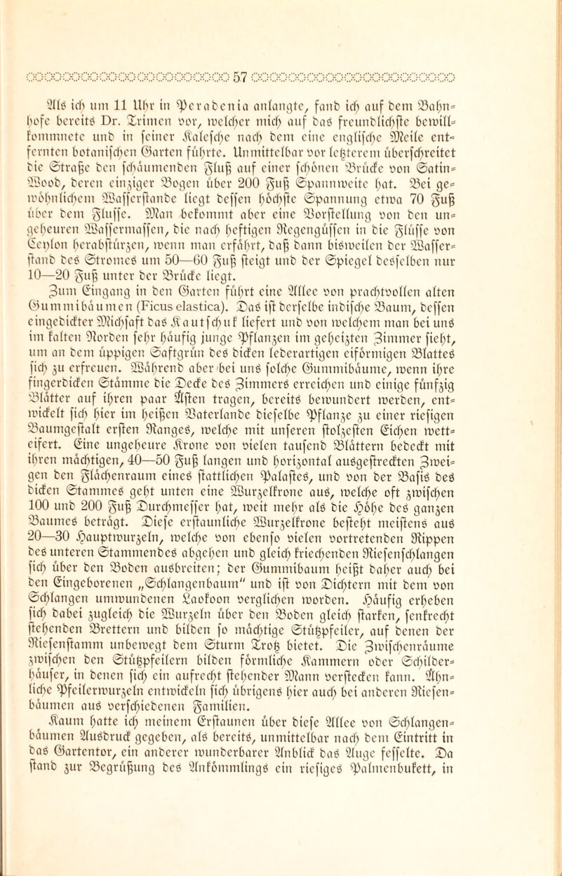 311$ ich um 11 Uhr tu ^erabctita anlangte, fanb tclj auf bem 93af;n= befe bereite Dr. Primen oor, meiner mich auf baö fvcimbltcbftc bcwill- fotnmnete unb in feiner 5talefcl)e nach bem eine engltfcl)c 5D7ci(e ent¬ fernten botanifefjen ©arten führte. Unmittelbar Der festerem übcrfd)reitet bic ©trafje ben fcbätimcnbcn glufj auf einer fcboticn 33rliefe ooit ©attn- SSoob, bereit einziger 33ogen über 200 gufj ©pannwette hat. 23ct ge¬ wöhnlichem ©afferftanbe liegt beffen bocbjle ©pannung etwa 70 gu§ über beut gluffe. 9D?an befommt aber eine 93orftellung von ben un- gefieuren SBafferntaffen, bic nach heftigen Wegengüffen in bie glüffe oon Genien bcrabftürjcn, wenn man erfährt, bafj bann btöwetlen ber SBaffer- ftanb bc$ ©tromeö um 50—60 §u| fteigt unb ber ©picgel beleihen nur 10—20 gufj unter ber 33rücfc liegt. Jttm Gingang in ben ©arten führt eine Sfllee een prachtvollen alten ©ummibäunten (Ficuselastica). Da$ iftberfelbe inbifclje 33aum, beffen cingebicfter ?D?icf)faft baö jtoutfehuf liefert uttb een teclchcnt man bei un$ im falten Werben febr häufig junge ^flanjen im geheilten =3tmmer ficht, um an bem üppigen ©aftgrün bc$ btefen leberartigen eiförmigen 931atteö fiel) 3U erfreuen, SSäbrcnb aber bei unb feiere ©ummtbäume, trenn ihre fingerbidfen ©tämme bte Dcdfe beb =3tmmer$ erreichen unb einige fünfzig S31ötter auf ihren paar Sftften tragen, bereitb bemunbert teerben, ent- mtcfelt fiel) hier im hetfjen Sßaterlanbe btefelbe ^Pflanje 31t einer rtefigen 33aumgejlolt erjten Wangcb, weldfje mit unferen ftoljeften Gicljen wett* eifert. Gine ungeheure Ä'rone een vielen taufenb blättern bebeeft mit ihren mächtigen, 40—50 gufj langen unb her^ontal aubgeflrecften =3wet= gen ben glächenraum etneb flattlidfjen qjalafteö, unb von ber 93afib beb biefen ©tarnmeb geht unten eine SSurselfrone aub, welche oft jwifchen 100 unb 200 gufj Durchmeffer hat, wett mehr alb bte £6be beb gatt3en 33aumcb beträgt. Dtefe erftaunliche SBurjelfrone befiehl meiftenb aub 20—30 äpauptwu^eln, welche een ebenfo vielen vortretenben Wippen beb unteren ©tammenbeb abgehen unb gleich frtecf)enben Wicfenfchlangen [ich über ben S3oben aubbretten; ber ©ummtbaum hetfjt baher auch ben Gingeborenen „©chlangenbaurn unb ift von Dichtern mit bem von ©drangen umwunbenen Saefoon verglichen worben, jjäuftg erheben [ich habet sugletch bie 2Bur$eIn über beit 33oben gleich fiorfen, fcnfrecht ftchenben Brettern unb btlben fo mächtige ©tü^pfeiler, auf benen ber Wiefenftamm unbewegt bem ©turnt £ro§ bietet. Die ^tinfcbcnräunte 3wifchett ben ©tüjjpfetlern btlben förmliche Kammern ober ©cbilber- häufer, in benen fiel; ein aufrecht jlchcnber 5Wann verftecfen fann. $hn== liehe ^fctlerwu^eln cntwicfeln fiejh übrigens hier auch bet anberen Wtcfett- bäumen auö verfchtcbcncn gamtlien, -Kaum hatte ich meinem Grfiaunert über btefe 21Ilce een ©chlangen- bäumen SluSbrudf gegeben, alö bereite, unmittelbar nach bem Gintritt in baö ©artentor, ein anberer wunberbarer Sfnblicf baS Sluge feffclte. Da ftanb 3ur 33egrü§ung bcö Wnfemmltngö ein rieftgeö Halmenbufett, ttt