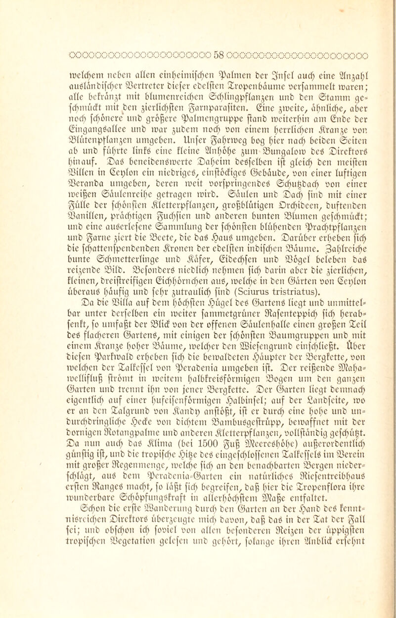melchent neben allen etn^einüfe^en Halmen ber gnfcl auef) eine 2(njaf;( auälanbifd)cr Vertreter biefer ebelften ©ropenbaume oerfammelt maren; alle befränjt mit blumenreichen Schlingpflanzen unb ben ©tantm ge= fcbmücf't mit ben ztcrlichftcn garnparafiten. Eine zmeite, ähnliche, aber noch fcf)6ncrc unb größere ^almcngruppe ftanb meiterbin am Enbe ber Eingangöallee unb mar zubem noch ®on einem herrlichen Oranje oon Slütenpflanzen umgeben. Unfer gahrmeg bog hier nach beiben ©eiten ab unb führte linfö eine Heine Anhöhe jum Sungalom bcö ©treftorö hinauf, ©aö beneibenömerte ©aheitn beßfelben ifl gleich ben meiften Villen in Eeplon ein niebrtgeg, einftoeftgeö ©ebaube, oon einer luftigen Veranba umgeben, beren roeit oorfpringcnbcS ©chufjbacf) oon einer meinen Säulenreihe getragen mirb. ©äulen unb ©ach finb mit einer gülle ber fchonften .Kletterpflanzen, grofjblüttgen Drdfubeen, buftenben Vanillen, prächtigen gucfjficn unb attberen bunten Slurnen gefcfjmücft; unb eine auöerlefene Sammlung ber fchonften blüljenben spradjtpflanzen unb garne giert bie Seete, bie baö äpaug umgeben, ©arüber erheben fiel) bic fehattenfpenbenben fronen ber ebetften inbtfdfjen Saunte. ^a\)lxeiä)e bunte ©chmcttcrlinge unb Käfer, Eibecpfen unb Vogel beleben baö reijenbe Stlb. Scfonberö ntebltch nehnten fiel) bann aber bic zierlichen, Heinen, breiftreifigen Eichhörnchen auö, melcf)e in ben ©arten oon Ecplon überauö häufig unb fefjr zutraulich finb (Sciurus tristriatus). ©a bie Villa auf bem hofften ijügel beö ©artenö liegt unb unmittel* bar unter berfelben ein mciter fammetgrüner Rafenteppidf) fiel? herab* fenft, fo umfafjt ber Süd oon ber offenen Säulenhalle einen großen ©ctl beö flacheren ©artend, mit einigen ber fchonften Saumgruppen unb mit einem .Kranze hoher Saume, meld)cr ben VKcfcngrunb cinfchlicfjt. Über biefen ^arfmalb erheben fiel; bie bemalbeten äpäupter ber Sergfette, oon meichen ber ©alfcffcl oon ^crabenia umgeben ifl:. ©er reifjenbe Viaha* mclliflufj ftromt in meitem hulbfretöformtgen Sogen um beit ganzen ©arten unb trennt if;n oon jener Scrgf'cttc. ©er ©arten liegt bemnaef; eigentlich auf einer hufeifenformigen Jjalbinfel; auf ber Sanbfeite, mo er an beit ©algrunb oon Kanbp anftofjt, tft er burch eine hohe unb un= burcbbringliche ipede oon btd)tem Sambuögeftrüpp, bemaffnet mit ber hornigen Rotangpalme unb anberen Kletterpflanzen, oollftänbig gefchüfjt. ©a nun auch bab Klima (bei 1500 gujj VtccrcKmhc) aufferorbentlid) günftig ifl, unb bic tropifdfje jjifje bcö ctngcfchloffencn ©alfeffclß int Verein mit großer Regenmenge, meldfje fiel; an ben benachbarten Sergen nieber* fdf)lägt, auö bem ^Perabcnia^arten ein natürliche^ RicfcntrcibhauS erften Ranges* macht, fo lafft fiel; begreifen, baft hier bic ©ropenflora ihre munberbare ©djopfungöfraft in allerhochftem Vtafje entfaltet. ©chon bic erftc Üßanbcrung burch ben ©arten an ber .f>anb beö Eennt* nioreicl;en ©ireftors* überzeugte mich baoon, baff bas* in ber ©at ber galt fei; unb obfefjon icf; fooiel oon allen befonberen Reizen ber üppigften tropifchcn Vegetation gclefen unb gehört, folangc ihren ßlnblid erfef;nt