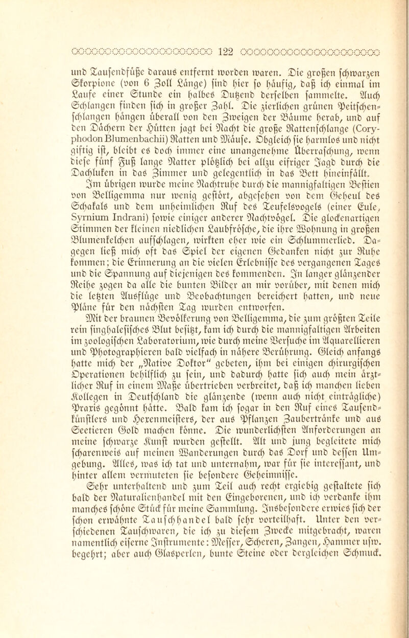 unb Saufettbfüfje barauß entfernt morben mären. Die großen fchmar^en ©forpione (von 6 ^oll Sänge) ftnb per fo häufig, ba§ id) einmal im Saufe einer ©tunbe ein pVlbcß Su|enb berfclben fammelte. 2tud) ©erlangen finben fiel; in grcfjer $at)L Sic jierlichcn grünen Peitfd)en= fcblangcn fangen überall von bcn Jmcigcn ber Saume herab, unb auf ben ©ackern ber Jütten jagt bei 9tad)t bie grofje Statten fcf)lange (Cory- phodon Blumenbachii) hatten unb SDiäufe. Obgleich fie fjarmloß unb nicht giftig iff, bleibt cß hoch immer eine unangenehme £tberrafd)ung, >r*cnn bicfc fünf gu& lange Statter plötzlich bei allju eifriger 3agb burd> bie Sachlufen in baß >3tmmer unb gelegentlich in baß Sett hineinfällt. 3m übrigen mürbe meine Stacpruhe burcf) bie mannigfaltigen Sefiten von Selltgemma nur mcnig gcftört, abgcfehen von bcm ©eheul beß ©chafatö unb bcm unheimlichen Stuf beß Seufelßvogelß (einer (Jute, Syrnium Indrani) fomte einiger anberer 9tacl)tv6gel. Sie glocfenartigen ©timmcn ber fleinen nicblichcn Saubfr6fd)e, bie ihre SBoljnung in großen Slumenfelchen auffdjlagen, mirften eher mie ein ©chlummerlicb. Sa= gegen lief; mich *>ft baß ©picl ber eigenen ©ebanfen nicht jur Stuhe fommen; bie Erinnerung an bie vielen Erlebniffe beß vergangenen Sageß unb bie ©pannung auf biejentgen beß fommenben. 3n langer glänjenber Steifte jogen ba ade bie bunten Silber an mir vorüber, mit bencn mich bie lebten Stußflüge unb Scobacbtungcn bereichert hotten, unb neue Pläne für ben nächften Sag mürben entmorfen. 99iit ber braunen Sevölferung von Selligemma, bie jum größten Seite rein finghalefifd)eß Slut befi(3t, fam ich kuret) bie mannigfaltigen Slrbeitcn im joologtfchen Saboratorium, mie burch meine Serfucfm im Slquarellteren unb Photographieren halb vielfach in nähere Serübrung. ©leid; anfangß hatte tnief; ker „Stative Softor gebeten, ihm bei einigen chirurgifchen Operationen behilflich ju fein, unb baburd) hotte [ich auch mein är§t= lieber Stuf in einem 9)?a|e übertrieben verbreitet, ba§ id) manchen lieben Kollegen in Seutfd>lanb bie glänjenbe (menn auch nicht einträgliche) Praxtß gegönnt hätte. Salb fam ich fogor in ben Stuf cincß Saufcnb* fünftlerß unb äderen meiftcrß, ber auß Pflonjen ^oubertränfe unb auß ©ecticrcn ©olb machen fönne. Sie munberlichften Stnforberungen an meine fchmarje ätunft mürben geffcllt. 211t unb jung begleitete mich fdf)arenmetß auf meinen SBanberungen burch baß Sorf unb beffen Um= gebung. 2tlleß, maß ich tot unb unternahm, mar für fie intereffant, unb hinter allem vermuteten fte befonbere ©eljeimniffe. ©ehr unterholtenb unb jum Seil auch recht ergiebig gcffaltcte fiel; halb ber Staturalienhanbcl mit ben Eingeborenen, unb ich verbanfe ihm mancheß fchöne ©tücf für meine Sammlung. Sjnßbefonbere ermieß fiel) ber fcf;on ermahnte Saufchhonbel halb fefjr vorteilhaft. Unter ben ver= fepebenen Saufchmaren, bie ich Üu kiefern ^meefe mitgebracht, maren namentlich eiferne Snftrumentc: Pteffer, ©djeren, gongen, Jammer ufm. begehrt; aber auch ©laßperlen, bunte ©teilte oker kergleic^en ©chmud.