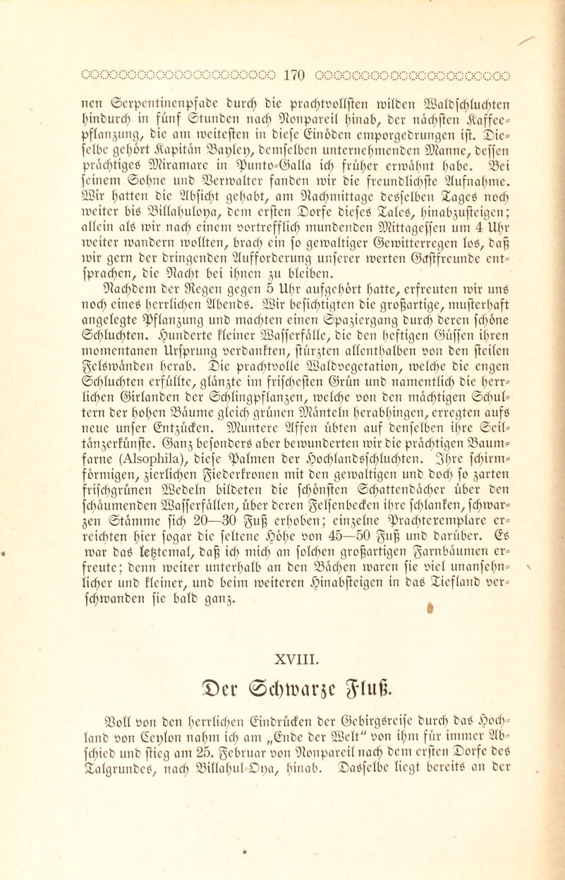 tien ©erpentinenpfabe burdf bie prachtvollften trüben 2ÖalbfcfüucJ)ten hinburd) in fünf ©tunben nach Nonparetl hinab, ber na elften Kaffee* Pflanzung, bie am mciteflcn in biefe ©noben emporgebrungen ift. Die* fetbe gehört Kapitän Saplep, bcmfclbcn unterne^menben Spanne, beffen prächtiges SMrantare in ^Pimto^^alla tcf> früher ermähnt f;abc. Set feinem ©offne unb Vermalter fanben mir bie frcunblichftc Aufnahme. 2Btr hotten bie Nbficht gehabt, am Nachmittage bcßfelbett Dageß noch meiter biß Sillahulopa, bem erften Dorfe biefeß Salcß, btnabjufteigen; aücin alß mir nach einem vortrefflich munbenben Nftttageffen um 4 Uhr meiter manbern mellten, brach ein fo gemaftiger ©emitterregen loß, baff mir gern ber bringenben Nufforbcrung unferer merten ©ctftfreunbe cnt= fpraclfen, bie Nacht bei ihnen 51t bleiben. Nacf>bem ber Ncgen gegen 5 Uhr aufgehort hotte, erfreuten mir unß noef; etneß herrlichen Nbenbß. 2Bir beficf>tigten bie großartige, mufterhaft angelegte ^flanjung unb machten einen ©pajiergang burch beren fclfone ©cblucftten. Rimberte Heiner SBaffcrfällc, bie ben heftigen ©üffen ihren momentanen Urfprung verbau ften, fiürjten allenthalben von ben jteüen gclßmänbcn herab. Die prachtvolle Sßalbvegetation, metche bie engen ©chluchten erfüllte, glanzte im frifeffeften ©rün unb namentlich herrs liehen ©irlanben ber ©chlingpflanjen, mclchc von ben mächtigen ©chu 1= tern ber hohen Saume gleich grünen Nüänteln herabhingen, erregten aufß neue unfer ©itjücfcn. Niuntcrc Nffcn übten auf benfelben ihre ©eil* tänjerfünfle. ©anj befonberß aber bemunberten mir bie prächtigen Saum* farne (Alsophila), biefe Santen ber äpocblanbßfchluchten. Shve feinem* förmigen, jierlichen gieberfronen mit ben gemaltigen unb hoch fo jarten frtfehgrünen ÖÖebeln bilbeten bie fdfonften ©dffattenbächer über ben fehaumenben SBafferfallen, über bereit gelfenbecfen ihre fchlanFett, fchmar* §en ©tamme fiel; 20—30 guß erhoben; einzelne Seachteremplare er* reichten hier fogar bie feltenc i5ohe von 45—50 guß unb barüber. © mar baß Ie|tcmal, baß ich mich an folchen großartigen garnbäumen er* freute; benn meiter unterhalb an ben Sachen tvaren fie viel unanfefm* iieher unb Heiner, unb beim meiteren JMnabfteigcn in baß Sicflanb ver* fd)manben fie halb ganj. XVIII. ©er @d)tDar$e Soll von ben herrlichen ©nbrücfen ber ©ebirgöreife burch baß ^och* lanb von ßeplon nahm ich am ,,©tbe ber 2Belt von ihm für immer Nb* fchieb unb flieg am 25. Februar von Nonpareil nach bem erften 25orfc beß Dalgrunbcß, nach SülahuUDpa, hinab. Daßfelbe liegt bereitß an ber