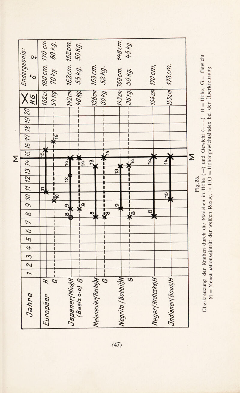 <47) Überkreuzung der Knaben durch die Mädchen in Höhe (—) und Gewicht (-). H — Höhe, G - Gewicht M = Menslruationseintrilt der weißen Rasse, X HG = Höhengewichtsindex bei der Überkreuzung