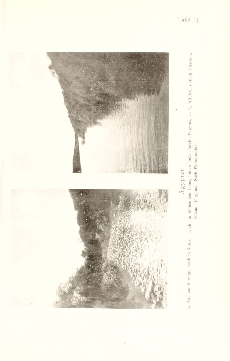 I'afel 13 l’aik am Burrage, nördlich Kairo. I eich mit blühendem Lotus, hinten links einzelne Papyrus. — b. Nilufer, südlich Chartum, Sudan. Papyrus. Nach Photographie.