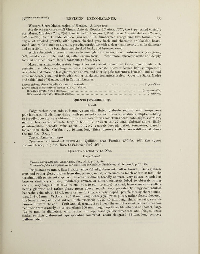 XX.] REVISION—LEUCOBALANUS. 63 Western Sierra Madre region of Mexico.—A large tree. Specimens examined.—El Chuen, Ario de Rosales (Endlich, 1357, the type, called encino); Sta. Maria, Morelos (Ross, 245); San Salvador (Langlasse, 239); Lake Chapala, Jalisco (Pringle, 5988, 7072)-, Cerro Grande, Jalisco (Burnett, 1913, lumbermen recognizing two forms—roble negro, of crooked growth, with square-checked gray bark and chocolate or blackish heart- wood; and roble bianco or alveano, growing straighter with a clear trunk nearly 1 m. in diameter and over 20 m. to the branches, less checked bark, and browner wood). With subspatulate crenate very red-veined glabrate leaves, it is f. rubrinervis (Langlasse, 600, called encino roble, and 573, called encino tocus). With more lanceolate acute and deeply toothed or lobed leaves, it is f. colimensis (Ross, 497). Macrophyllae.—Moderately large trees with stout tomentose twigs, ovoid buds with persistent stipules, very large subsessile crisped crenate obovate leaves lightly impressed- reticulate and more or less glabrescent above and shortly pale-tomentose beneath, and annual large moderately stalked fruit with rather thickened tomentose scales.—Over the Sierra Madre and table-land of Mexico, and in Central America. Leaves glabrate above, broadly obovate. Guatemala.Q. purulhana. Leaves rather persistently puberulent above. Mexico. Broadly obovate, very obtuse.Q• macrophylla. Oblanceolate-obovate, often subacute.Q■ resinosa. Quercus purulhana n. sp. Plate 64. Twigs rather stout (about 5 mm.), somewhat fluted, glabrate, reddish, with conspicuous pale lenticels. Buds dingy-hairy, with persistent stipules. Leaves deciduous, elliptical-oblong to broadly obovate, very obtuse or in the narrower forms sometimes acuminate, slightly cordate, more or less crisped, crenate, large (5-6x10-12, or even 15X22 cm.), glabrate above, finely pale-tomentose beneath; veins about 10-12x2, scarcely looped; petiole tomentose, scarcely longer than thick. Catkins: 9 , 40 mm. long, thick, densely stellate, several-flowered above the middle. Fruit?. Central American region. Specimens examined.—Guatemala. Quililha, near Purulha (Pittier, 163, the type); Rabinal (Cook, 15)] Sta. Rosa to Salama (Cook, 266.). Quercus macrophylla N6e. Plates 65 to 67. Quercus macrophylla N6e, Anal. Cienc. Nat., vol. 3, p. 274, 1801. Q. magnoliaefolia macrophylla A. de Candolle in de Candolle, Prodromus, vol. 16, part 2, p. 27, 1864. Twigs stout (6 mm.), fluted, from yellow-felted glabrescent, buff or brown. Buds glabres¬ cent and rather glossy brown from dingy-hairy, ovoid, sometimes as much as 6X10 mm., the terminal with persistent stipules. Leaves deciduous, broadly obovate, very obtuse, rounded at base or shallowly cordate, undulately crenate or almost crenately lobed to obtusely rather serrate, very large (13-20x25-30 cm., 30x40 cm., or more), crisped, from somewhat stellate nearly glabrate and rather glossy green above, mostly very persistently dingy-tomentulose beneath; veins about 15x2, more or less forking, scarcely looped; petiole mostly short-tomen- tose, 3-4 X 5 mm. Catkins: d , 100 mm. long, densely yellowish-pilose, rather closely flowered, the loosely hairy ellipsoid anthers little exserted; $ , 20-40 mm. long, thick, velvety, several- flowered toward the end. Fruit annual, usually 2 or 3 near the end of a stout yellow-tomentose peduncle from scarcely 15 to sometimes 100 mm. long; cup flat-goblet-shaped or shorter, large (25-30 mm. in diameter), with rather thin appressed yellow-tomentose and fringed acute scales, or their glabrescent tips spreading somewhat; acorn elongated, 35 mm. long, scarcely half-included.