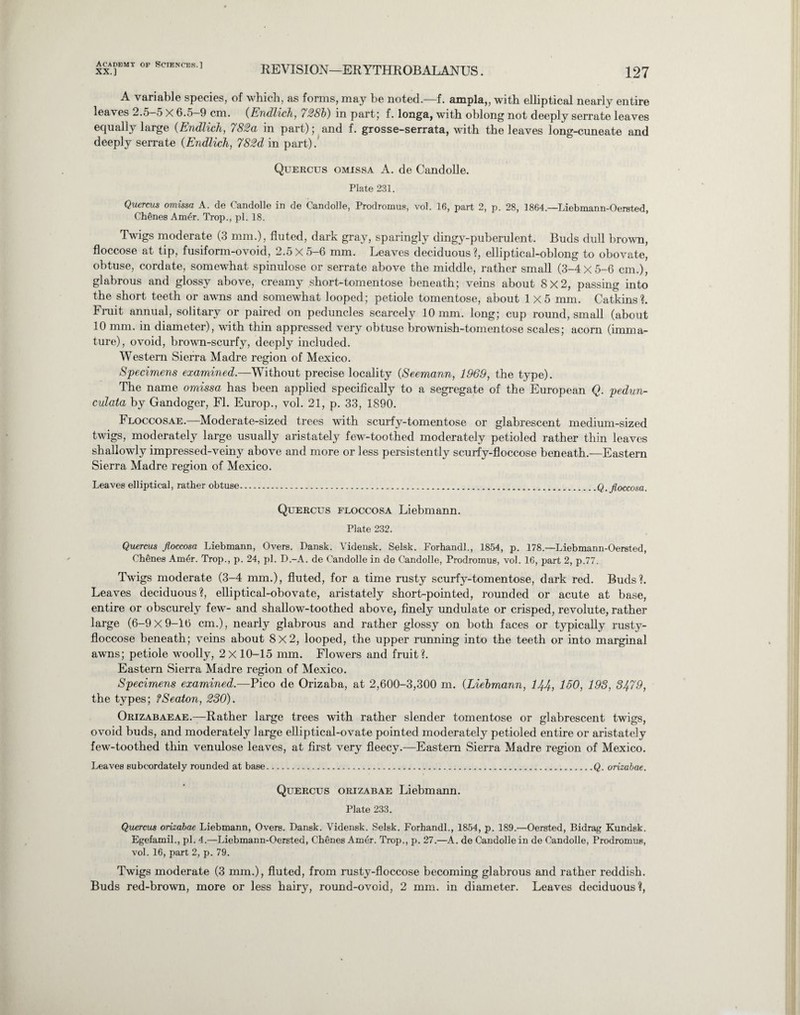 XX.] REVISION—ERYTHROBALANUS. 127 A variable species, of which, as forms, may be noted.—f. ampla,, with elliptical nearly entire leaves 2.5-5 X 6.5-9 cm. (Endlich, 728b) in part; f. longa, with oblong not deeply serrate leaves equally large (Endlich, 782a in part); and f. grosse-serrata, with the leaves long-cuneate and deeply serrate (Endlich, 782d in part). Quercus omissa A. de Candolle. Plate 231. Quercrus omissa A. de Candolle in de Candolle, Prodromus, vol. 16, part 2, p. 28, 1864.—Liebmann-Oersted Ch£nes Amer. Trop., pi. 18. Twigs moderate (3 mm.), fluted, dark gray, sparingly dingy-puberulent. Buds dull brown, floccose at tip, fusiform-ovoid, 2.5X 5-6 mm. Leaves deciduous?, elliptical-oblong to obovate, obtuse, cordate, somewhat spinulose or serrate above the middle, rather small (3-4 X 5-6 cm.), glabrous and glossy above, creamy short-tomentose beneath; veins about 8x2, passing into the short teeth or awns and somewhat looped; petiole tomentose, about 1x5 mm. Catkins?. Fruit annual, solitary or paired on peduncles scarcely 10 mm. long; cup round, small (about 10 mm. in diameter), with thin appressed very obtuse brownish-tomentose scales; acorn (imma¬ ture), ovoid, brown-scurfy, deeply included. Western Sierra Madre region of Mexico. Specimens examined.—Without precise locality (Seemann, 1969, the type). The name omissa has been applied specifically to a segregate of the European Q. pedun- culata by Gandoger, FI. Europ., vol. 21, p. 33, 1890. Floccosae.—Moderate-sized trees with scurfy-tomentose or glabrescent medium-sized twigs, moderately large usually aristately few-toothed moderately petioled rather thin leaves shallowly impressed-veiny above and more or less persistently scurfy-floccose beneath.—Eastern Sierra Madre region of Mexico. Leaves elliptical, rather obtuse.Q.jloccosa. Quercus floccosa Liebmann. Plate 232. Quercus floccosa Liebmann, Overs. Dansk. Vidensk. Selsk. Forhandl., 1854, p. 178.—Liebmann-Oersted, Chenes Amer. Trop., p. 24, pi. D.-A. de Candolle in de Candolle, Prodromus, vol. 16, part 2, p.77. Twigs moderate (3-4 mm.), fluted, for a time rusty scurfy-tomentose, dark red. Buds?. Leaves deciduous?, elliptical-obovate, aristately short-pointed, rounded or acute at base, entire or obscurely few- and shallow-toothed above, finely undulate or crisped, revolute, rather large (6-9x9-16 cm.), nearly glabrous and rather glossy on both faces or typically rusty- floccose beneath; veins about 8x2, looped, the upper running into the teeth or into marginal awns; petiole woolly, 2x 10-15 mm. Flowers and fruit?. Eastern Sierra Madre region of Mexico. Specimens examined— Pico de Orizaba, at 2,600-3,300 m. (Liebmann, 144, 150, 193, 3479, the types; fSeaton, 230). Orizabaeae.—Rather large trees with rather slender tomentose or glabrescent twigs, ovoid buds, and moderately large elliptical-ovate pointed moderately petioled entire or aristately few-toothed thin venulose leaves, at first very fleecy.—Eastern Sierra Madre region of Mexico. Leaves subcordately rounded at base.Q. orizabae. Quercus orizabae Liebmann. Plate 233. Quercus orizabae Liebmann, Overs. Dansk. Vidensk. Selsk. Forhandl., 1854, p. 189.—Oersted, Bidrag Kundsk. Egefamil., pi. 4.—Liebmann-Oersted, Chenes Amer. Trop., p. 27.—A. de Candolle in de Candolle, Prodromus, vol. 16, part 2, p. 79. Twigs moderate (3 mm.), fluted, from rusty-floccose becoming glabrous and rather reddish. Buds red-brown, more or less hairy, round-ovoid, 2 mm. in diameter. Leaves deciduous?,