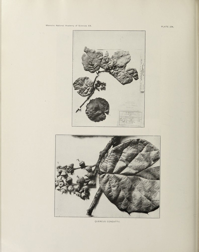 PLATE 254 QUERCUS CONZATTII