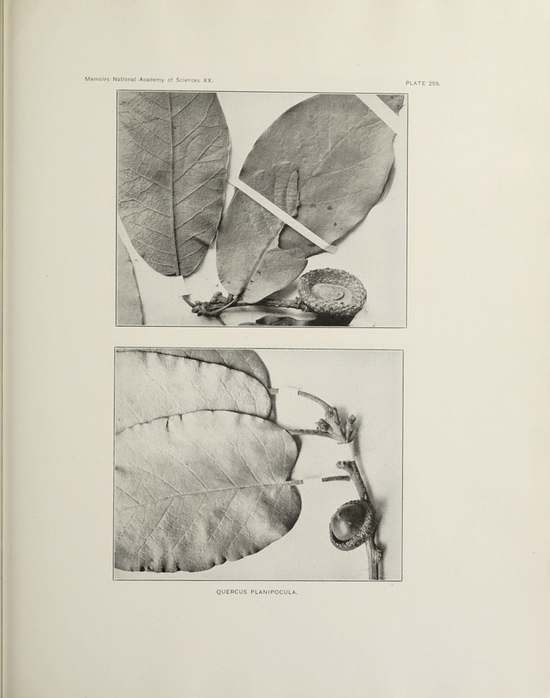 PLATE 259, QUERCUS PLANIPOCULA