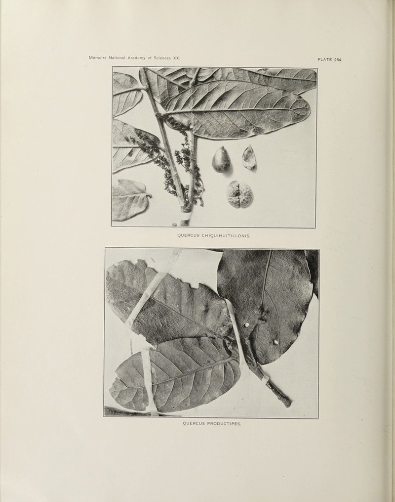 PLATE 264. QUERCUS CHIQUIHUITILLONIS. QUERCUS PRODUCTIPES.