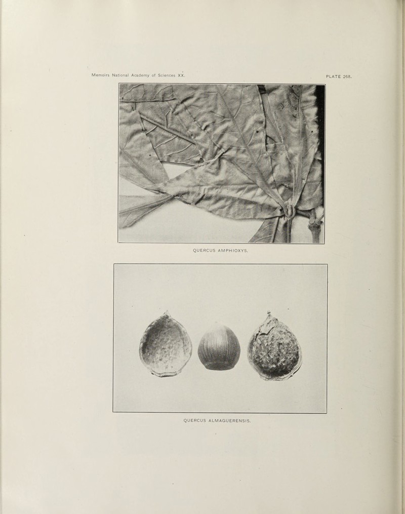 QUERCUS AMPHIOXYS.