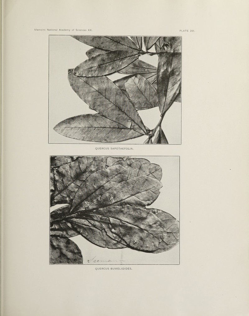 QUERCUS SAPOTAEFOLIA. QUERCUS BUMELIOIDES