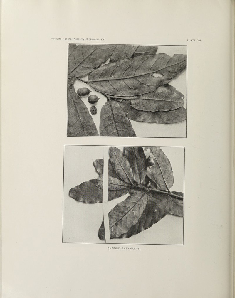 PLATE 293 QUERCUS PARVIGLANS